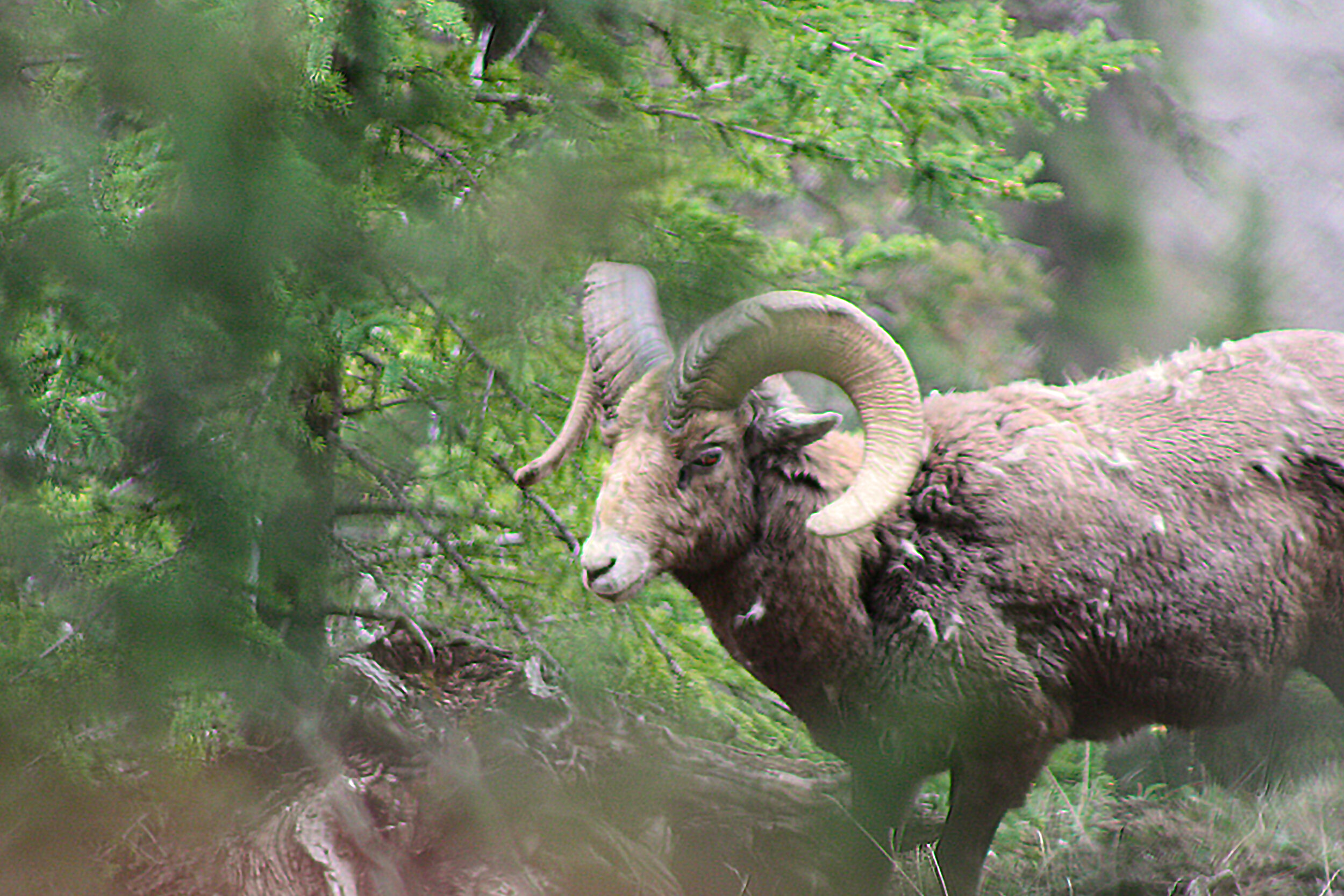 Big-Horn-01.jpg