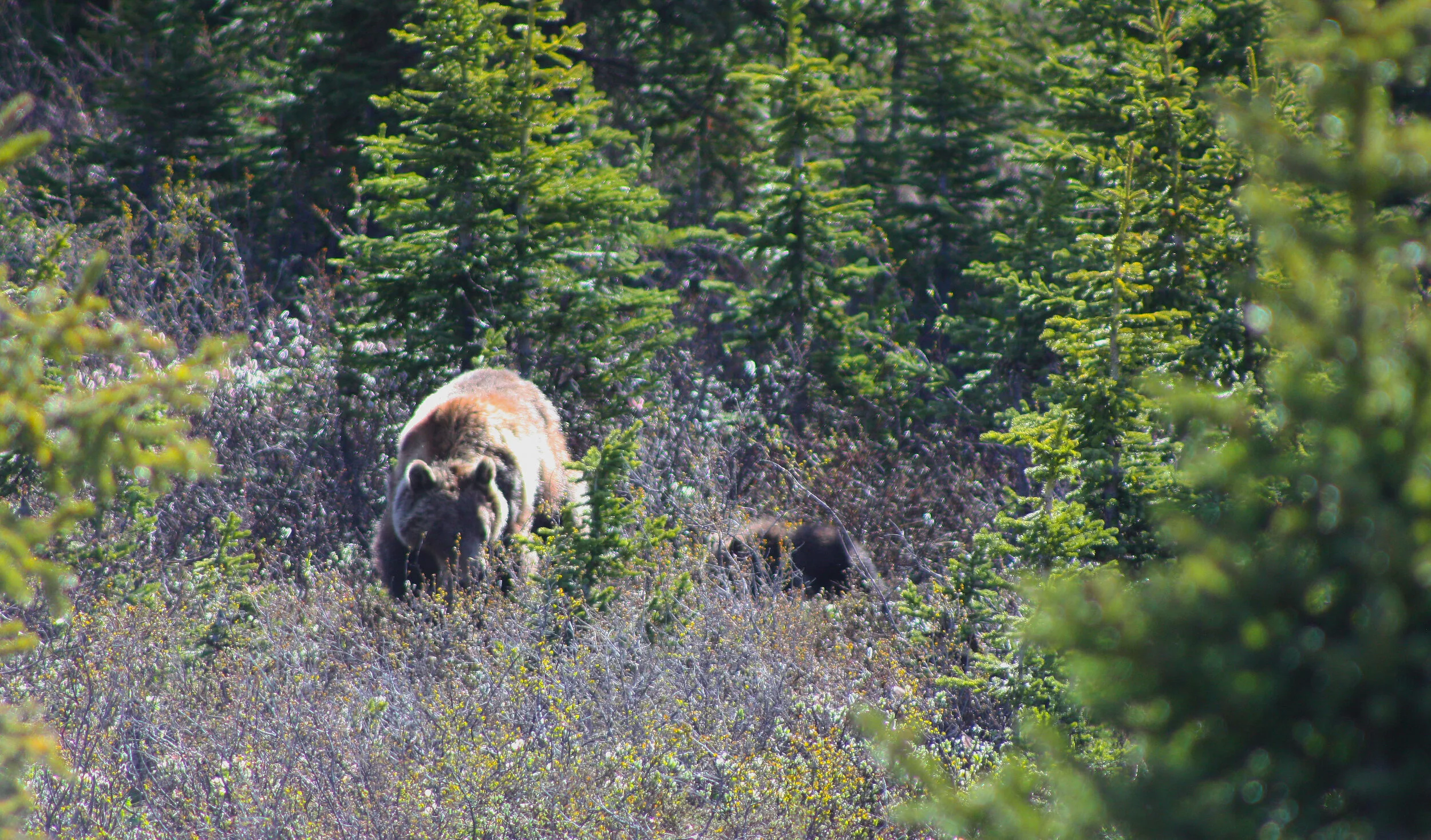 Grizzlies01.jpg