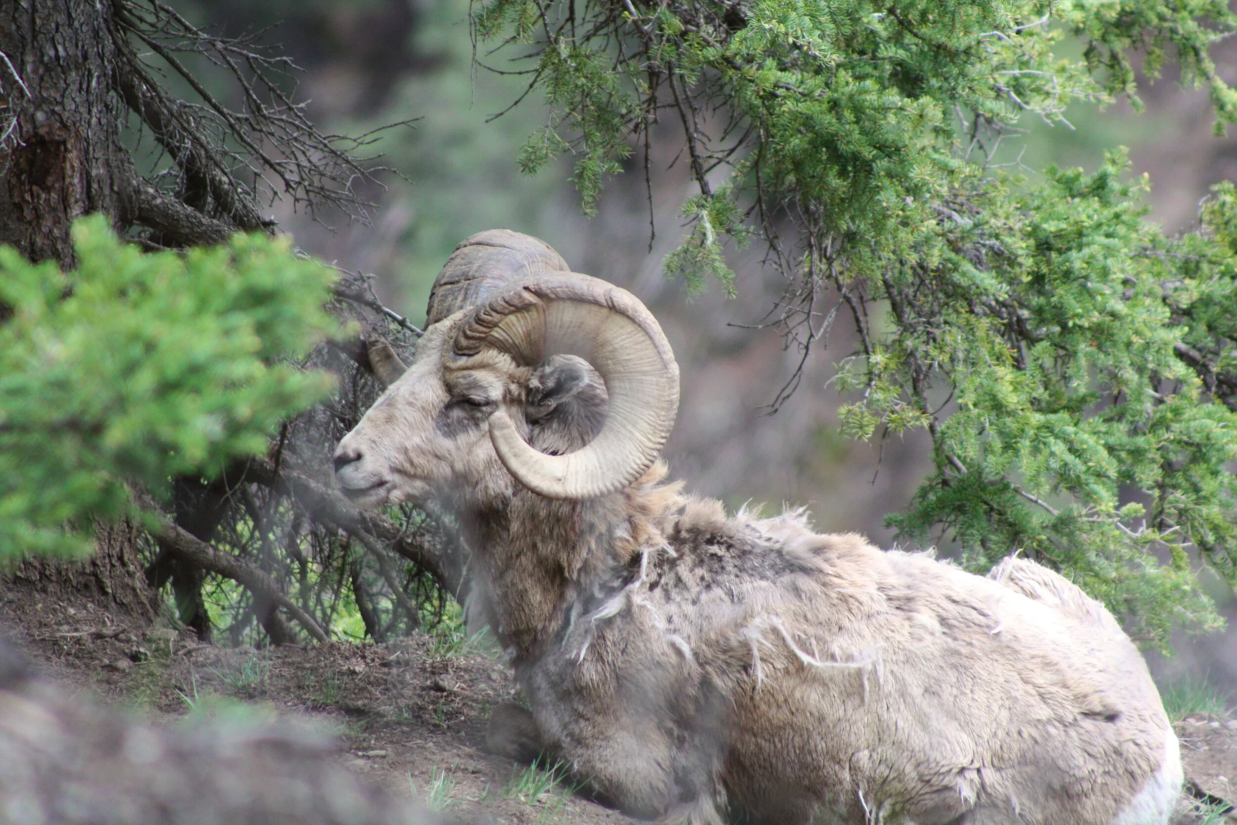 bighorn.jpg