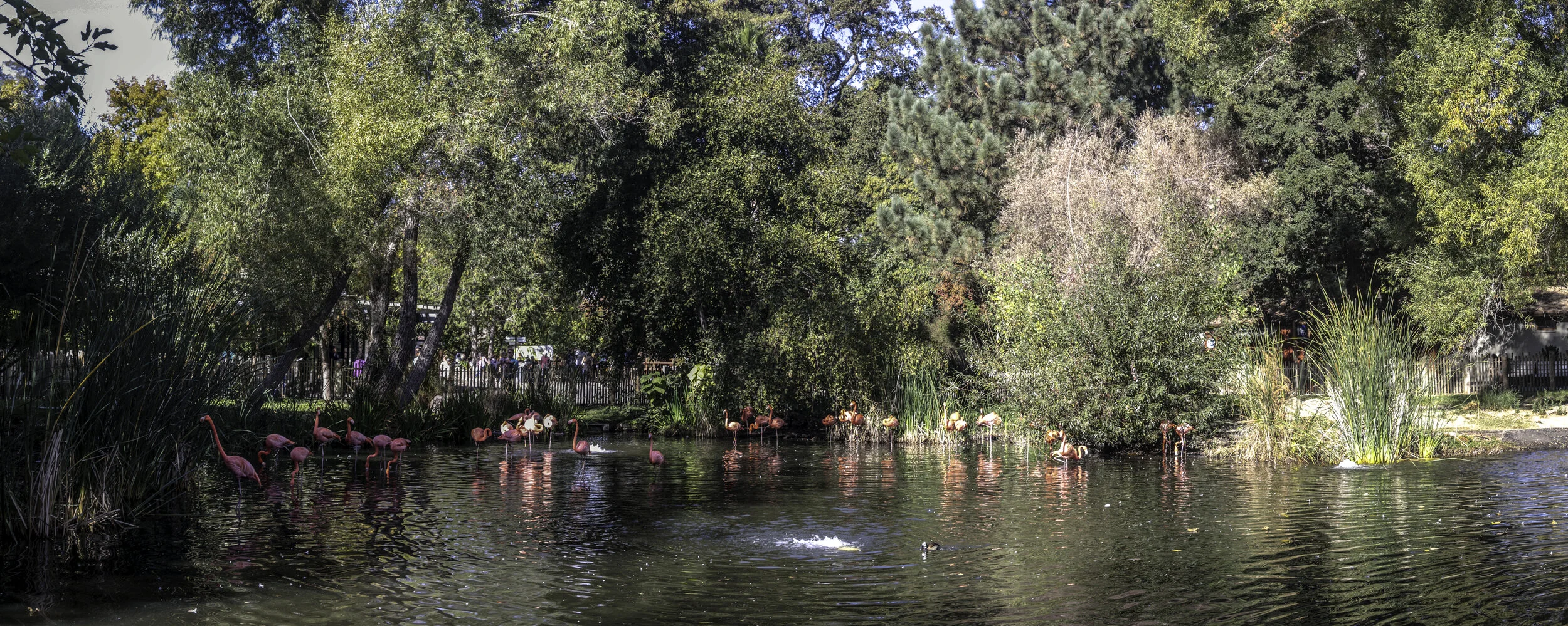 flamingo-pano.jpg