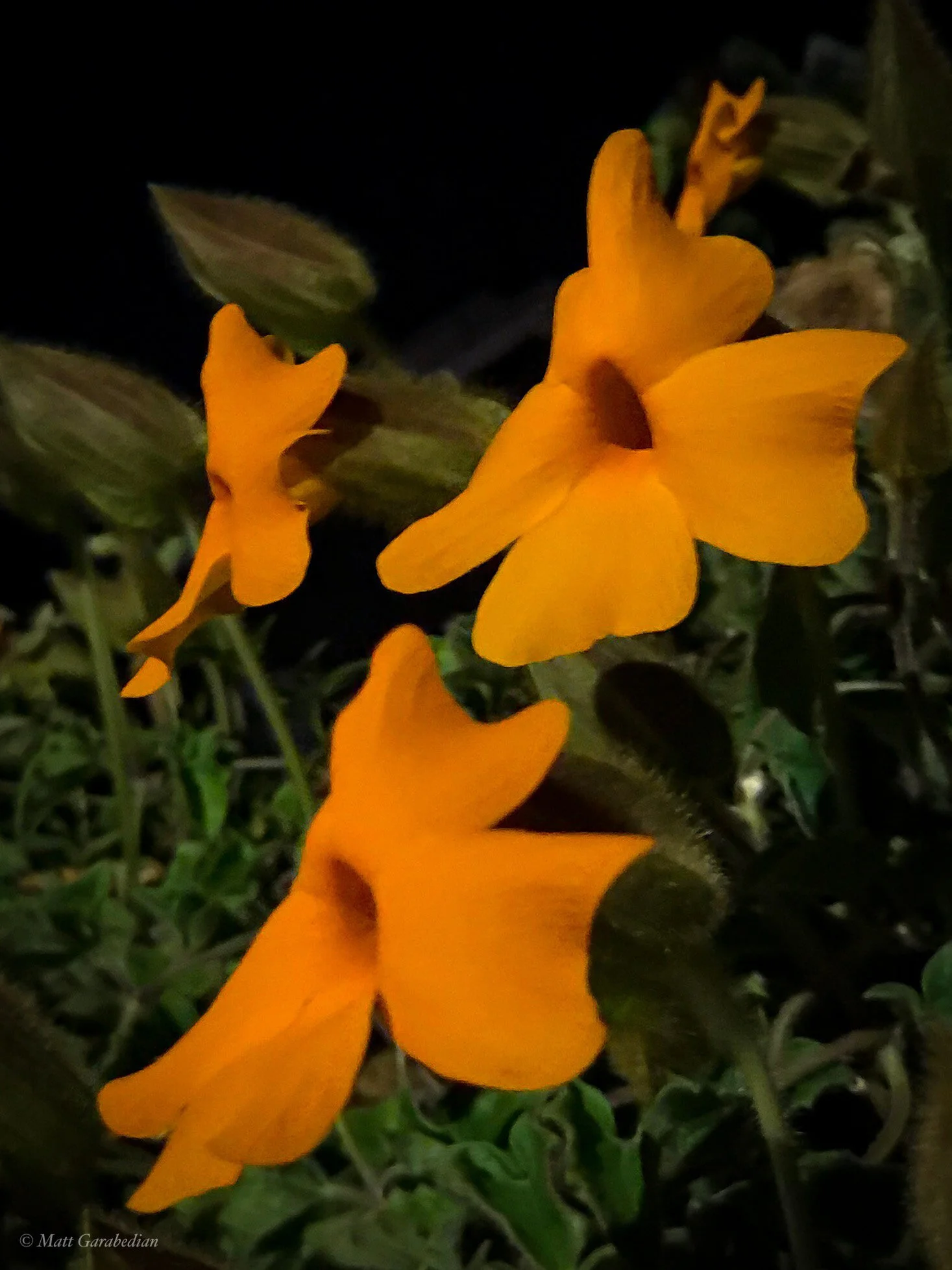 flower-night.jpg