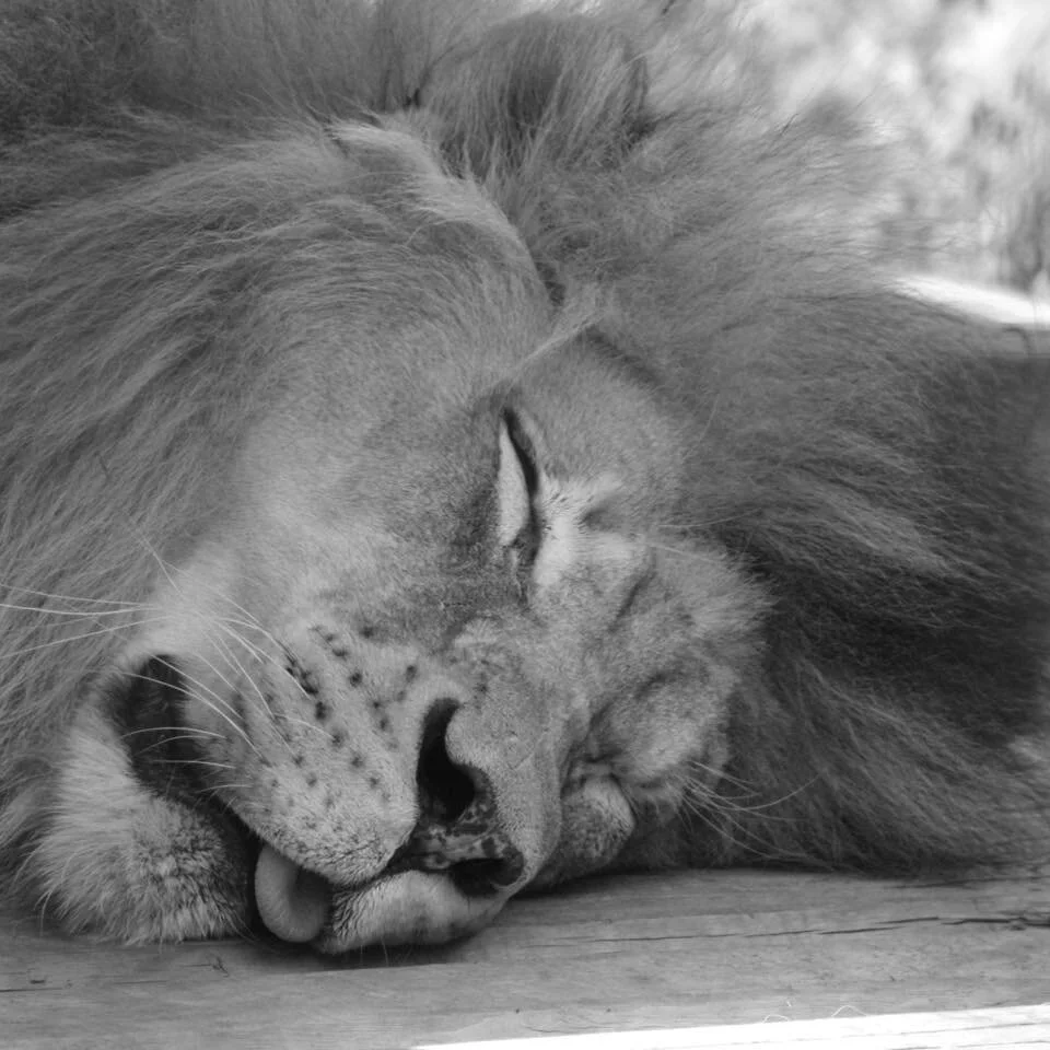 lion.jpg