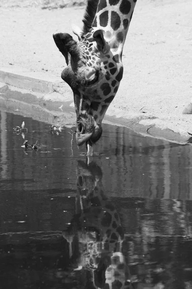 giraffe.jpg