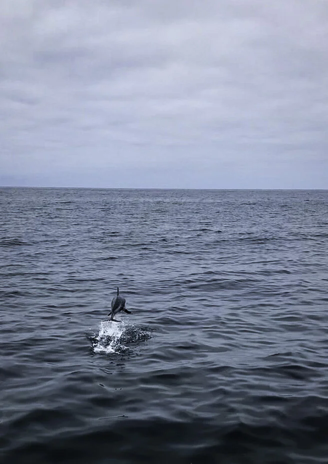 dolphin.jpg