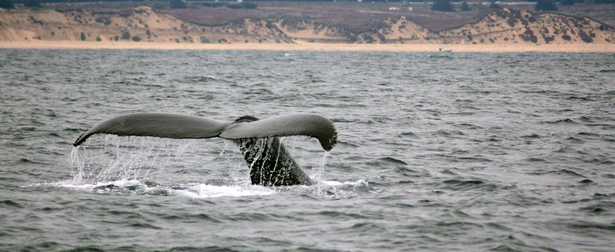whaletail.jpg