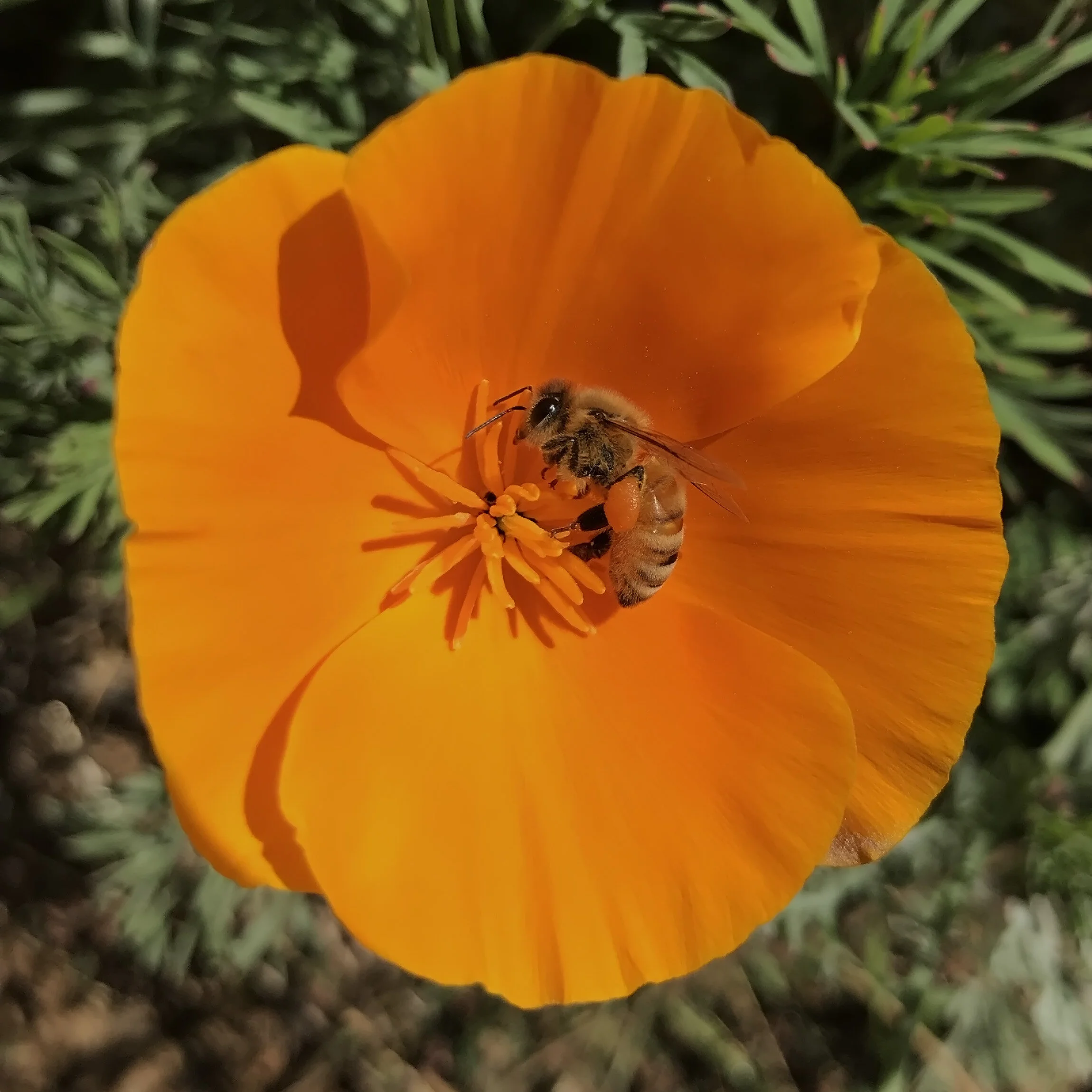 poppy1.jpg