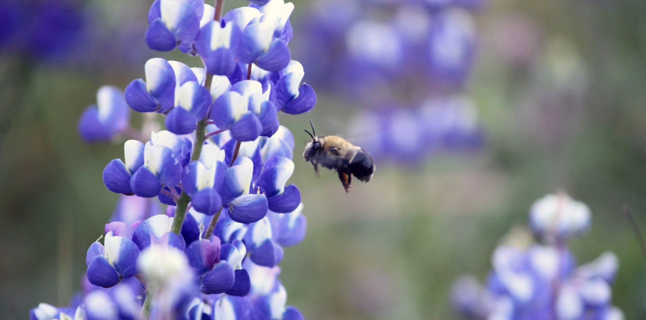 bumble in flight.jpg