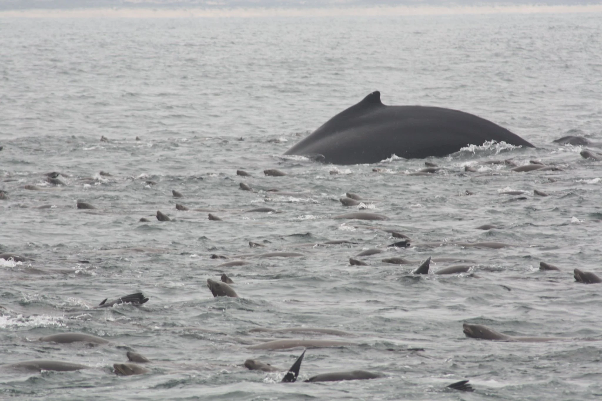 humpback and sealions.jpg