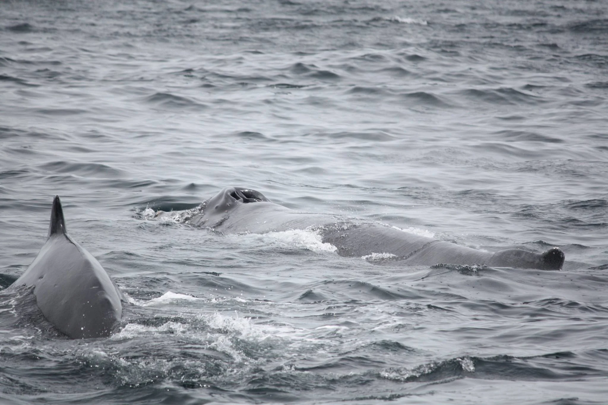 humpback.jpg