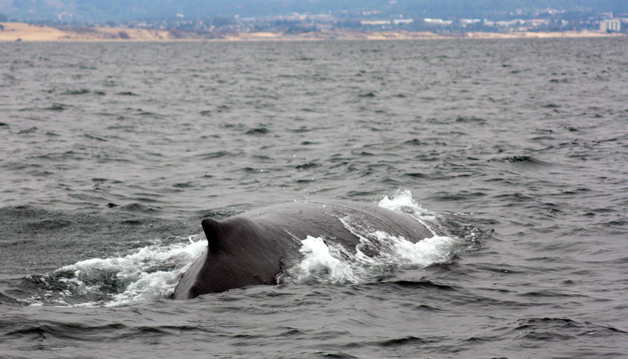humpback2.jpg