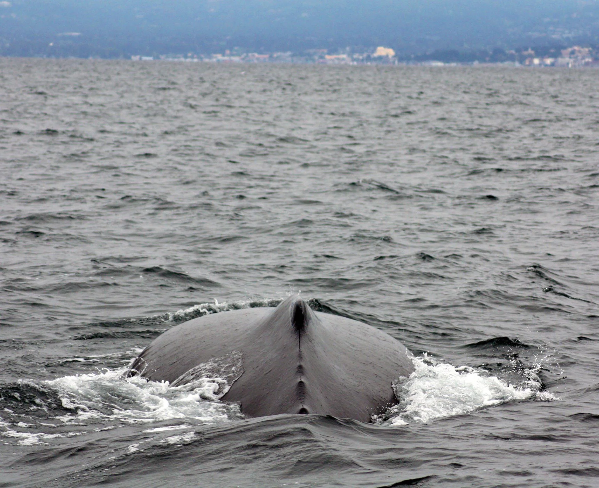 humpback3.jpg