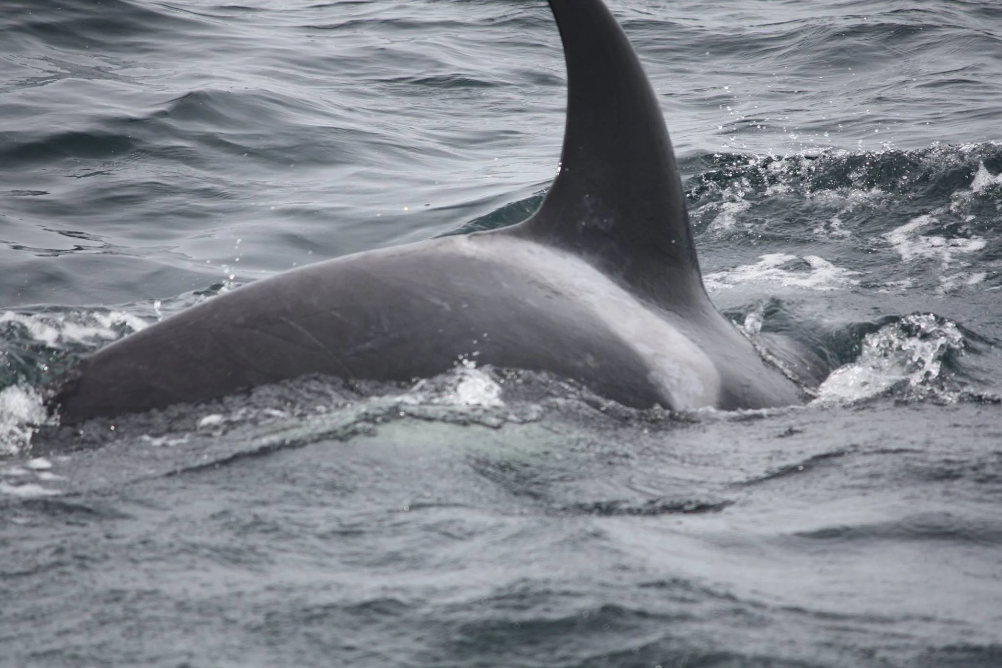 orca1.jpg