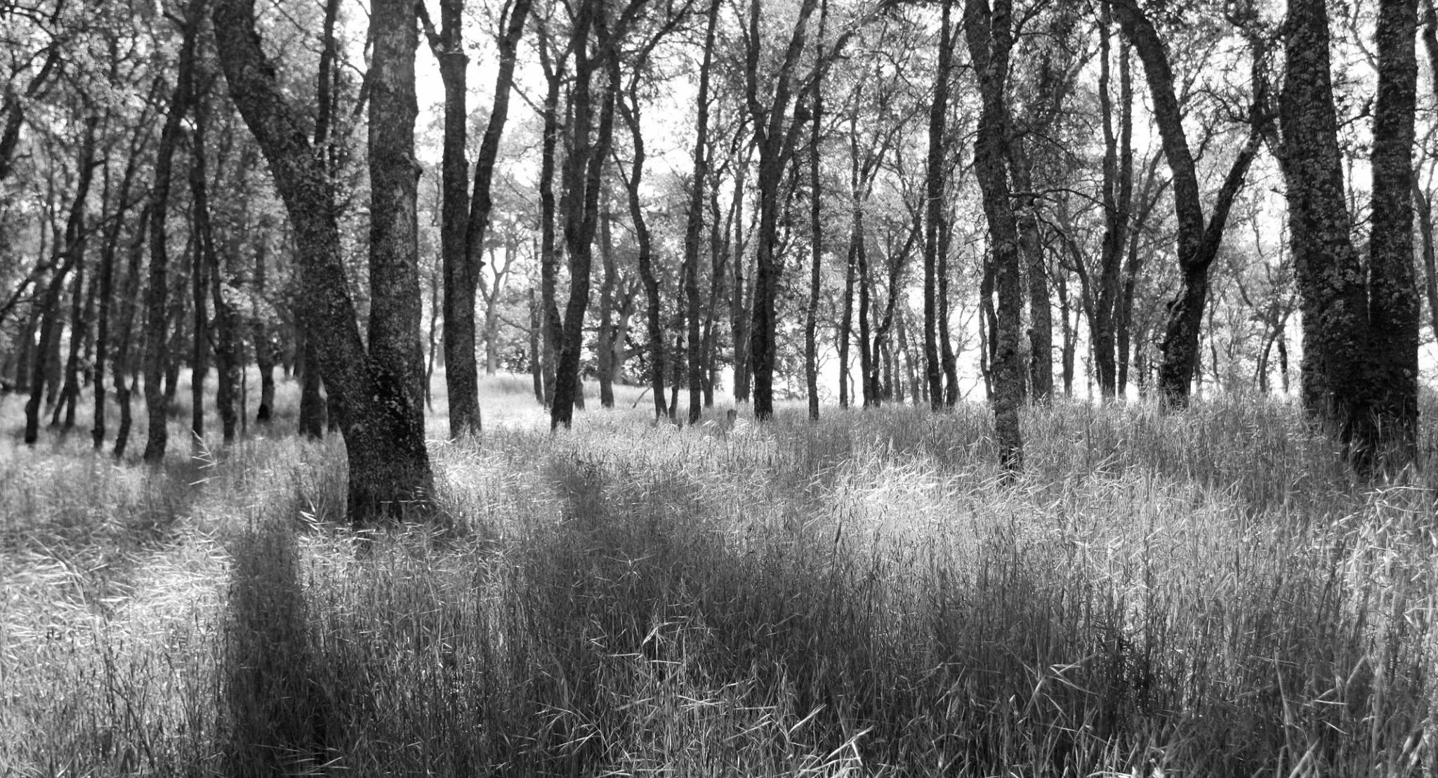 forest.jpg