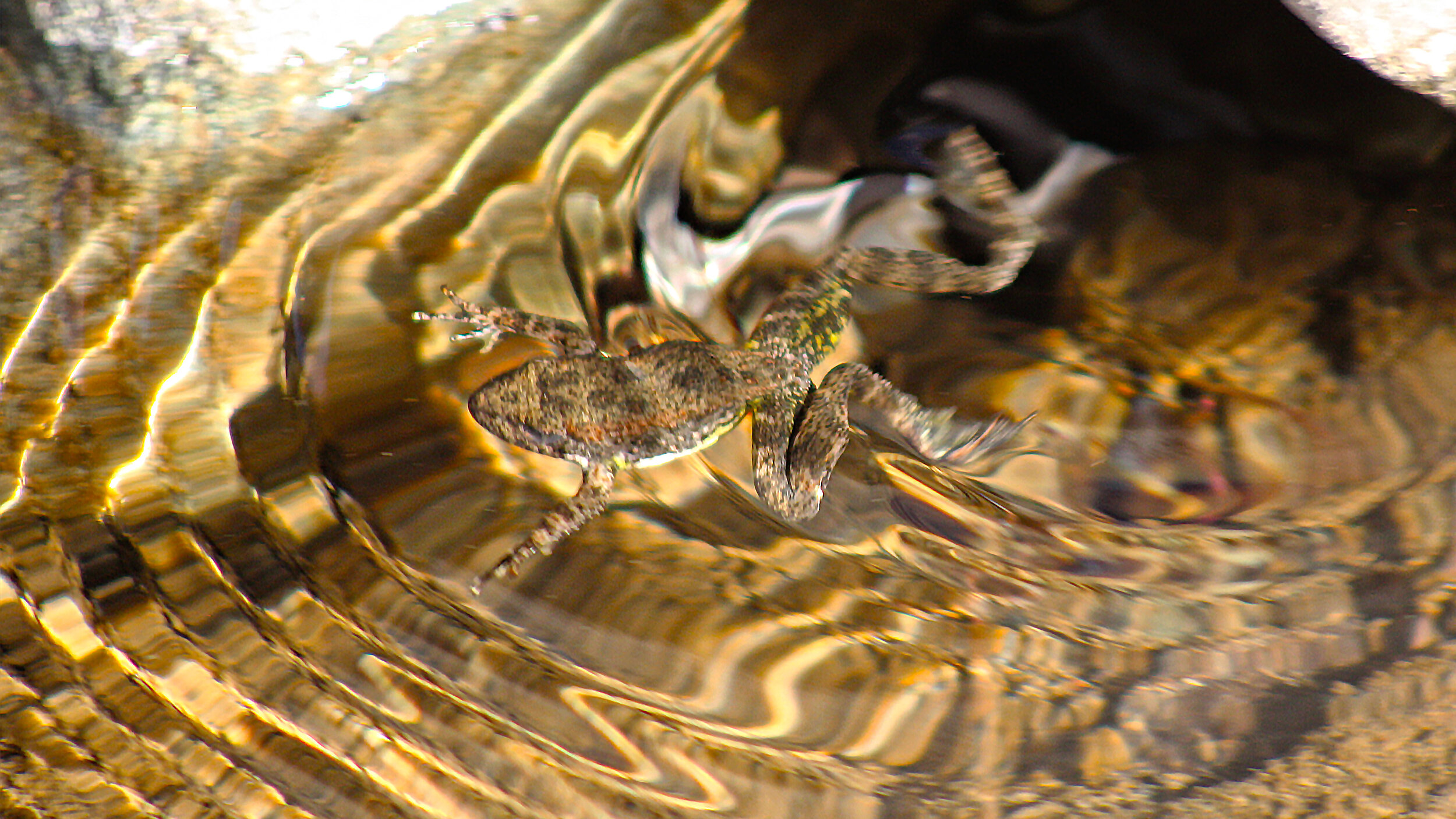 frog.jpg