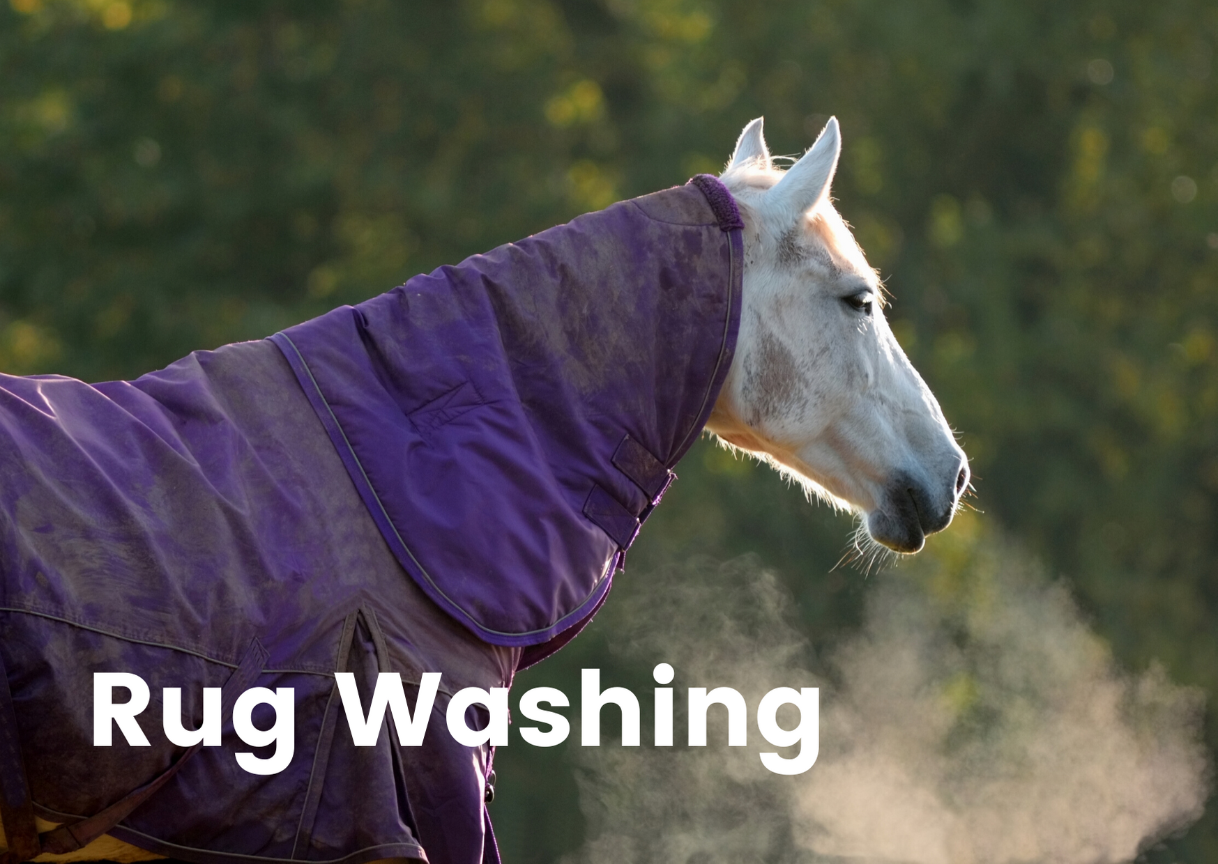 Rug Washing.png