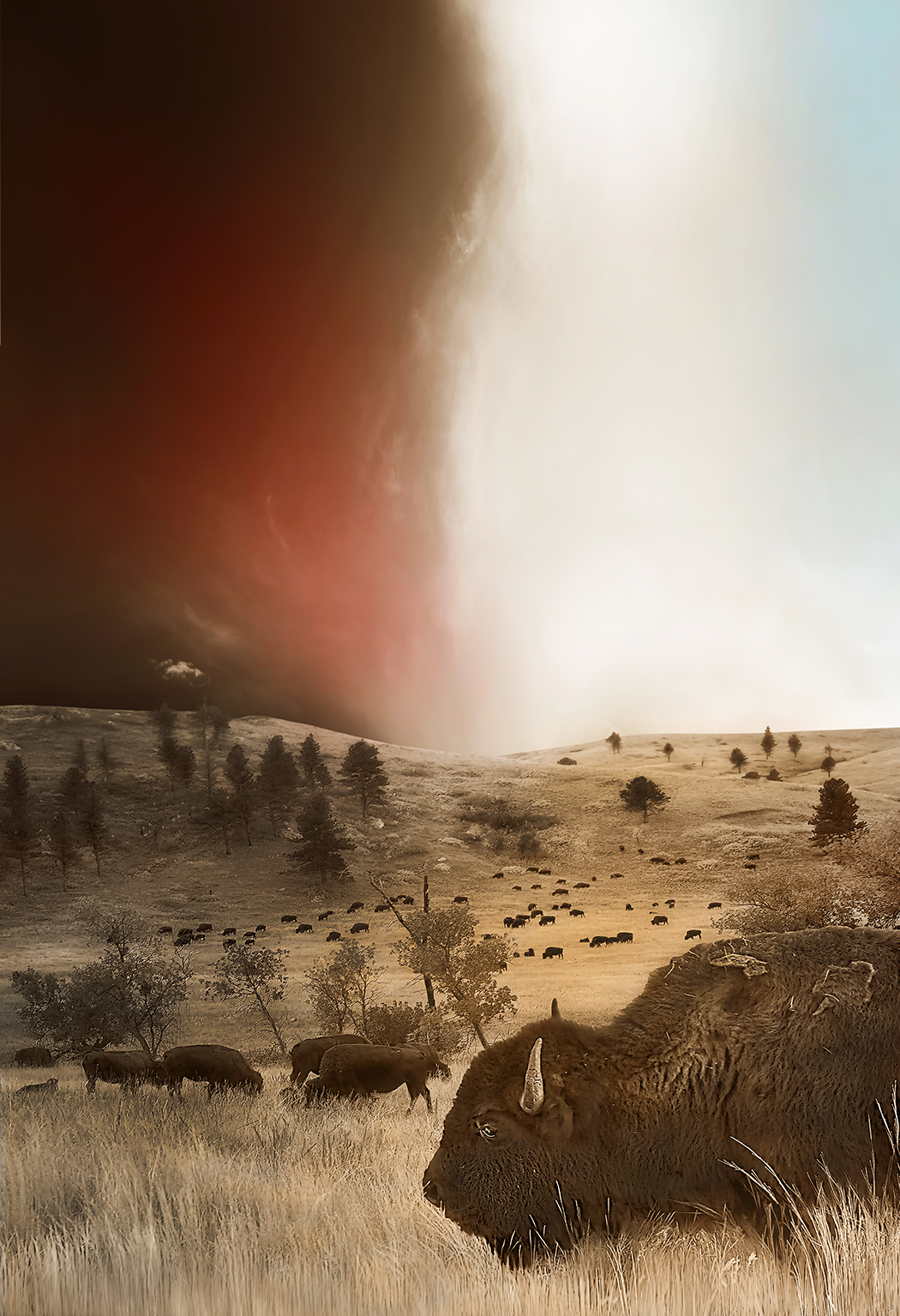  Buffalo herd, Black Hills, 2025 