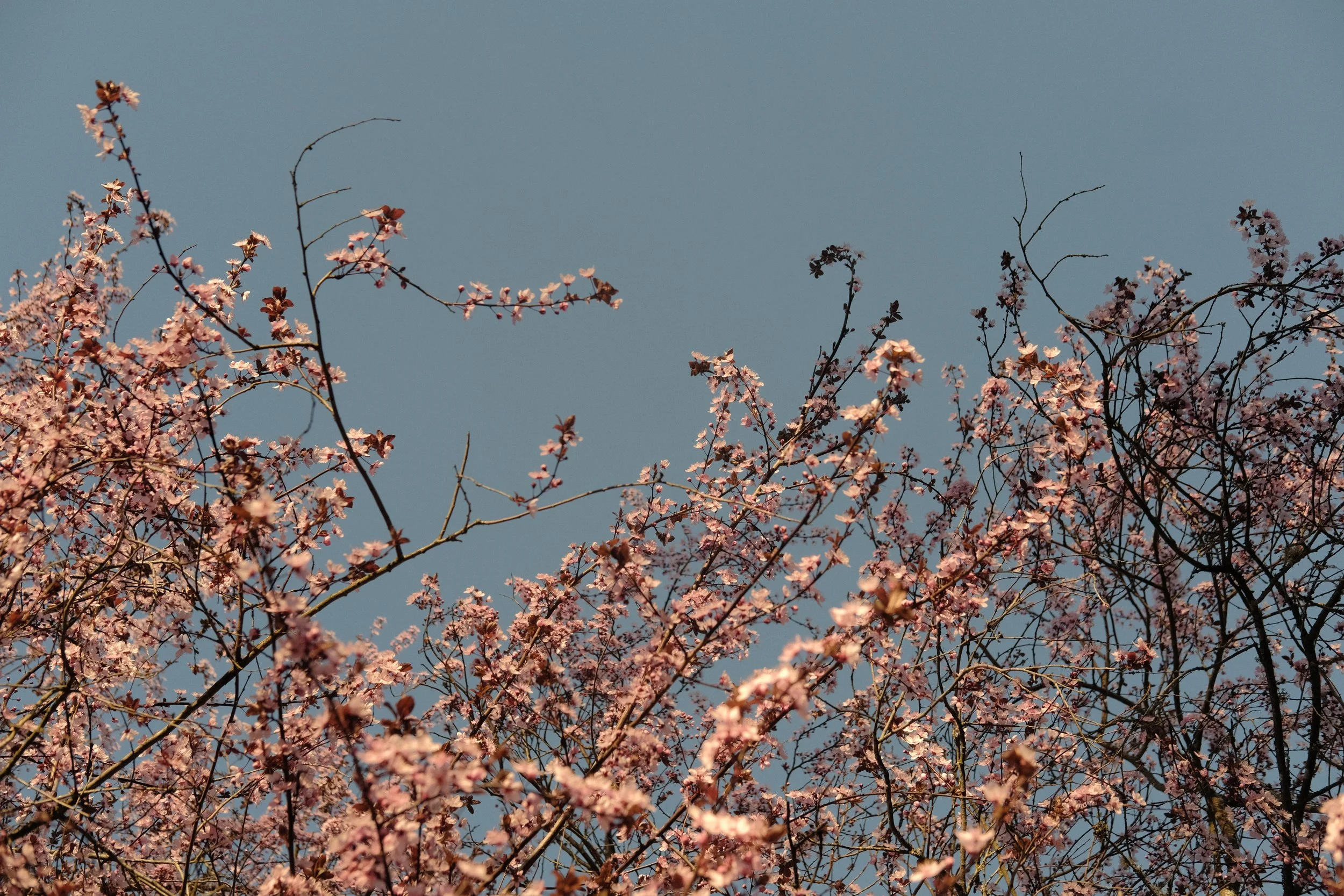 DSCF0082.JPG