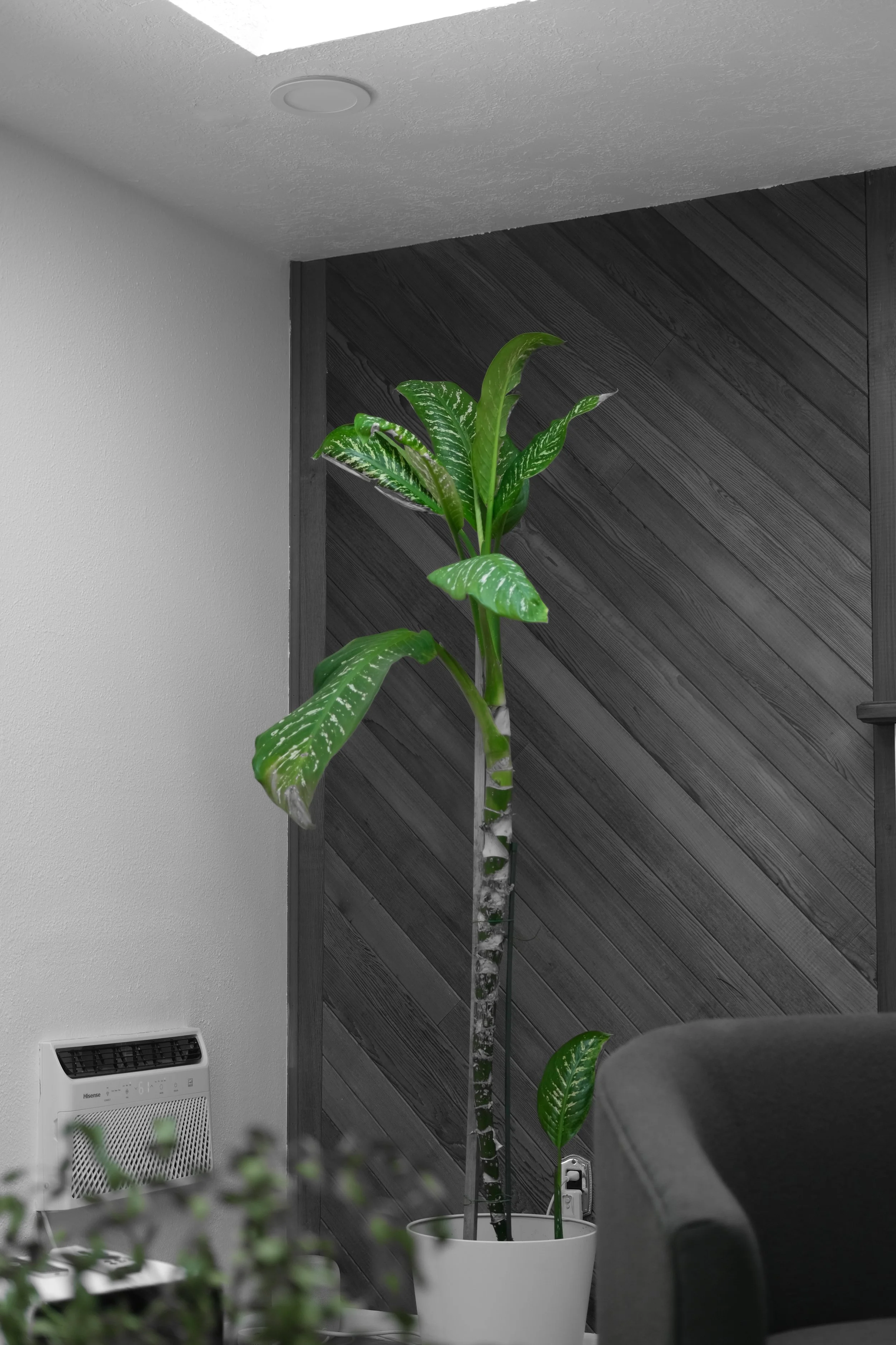 DSCF0333.JPG