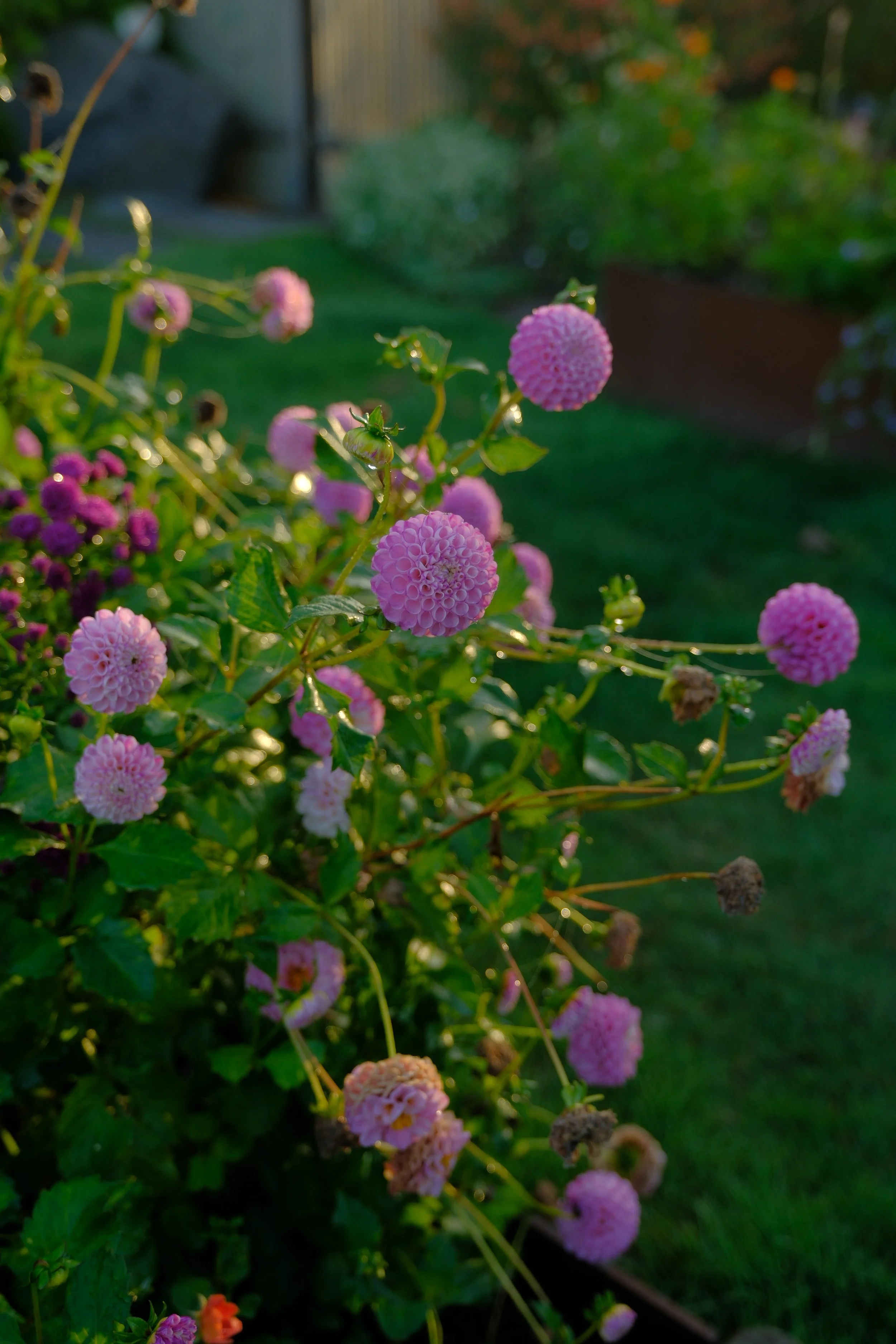 DSCF4945.JPG