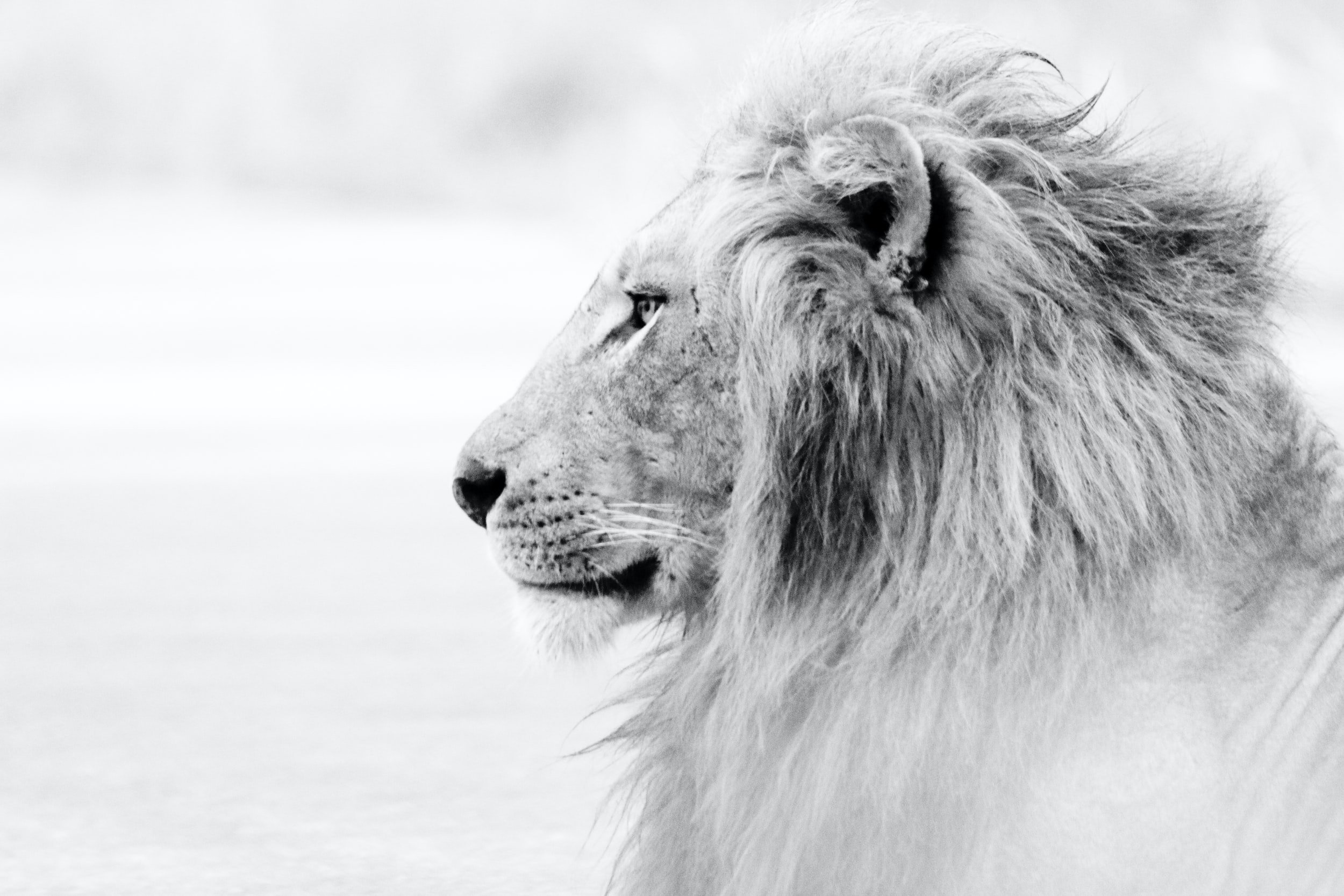Courage, Dear Heart