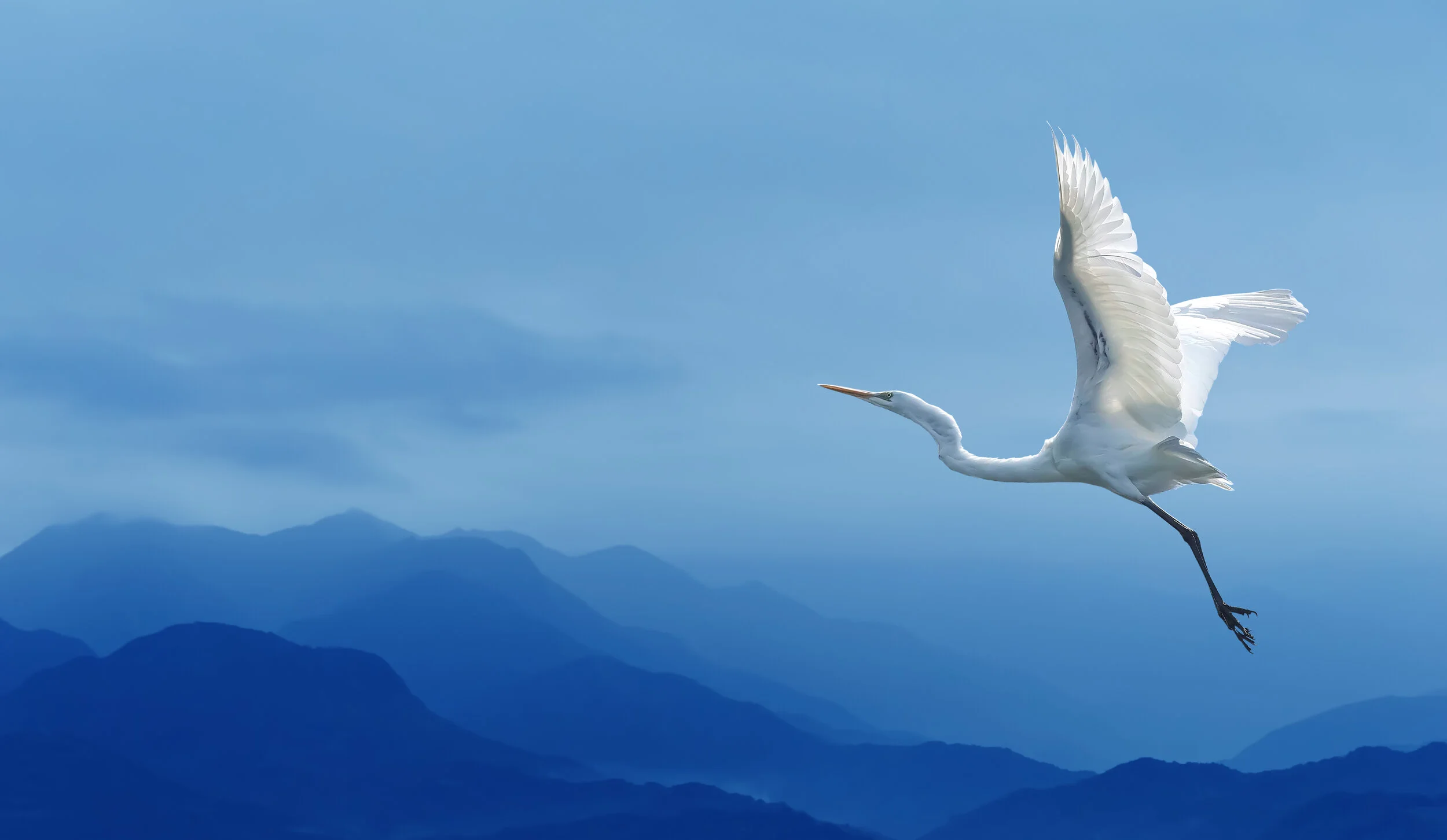 iStock-517162416.jpg