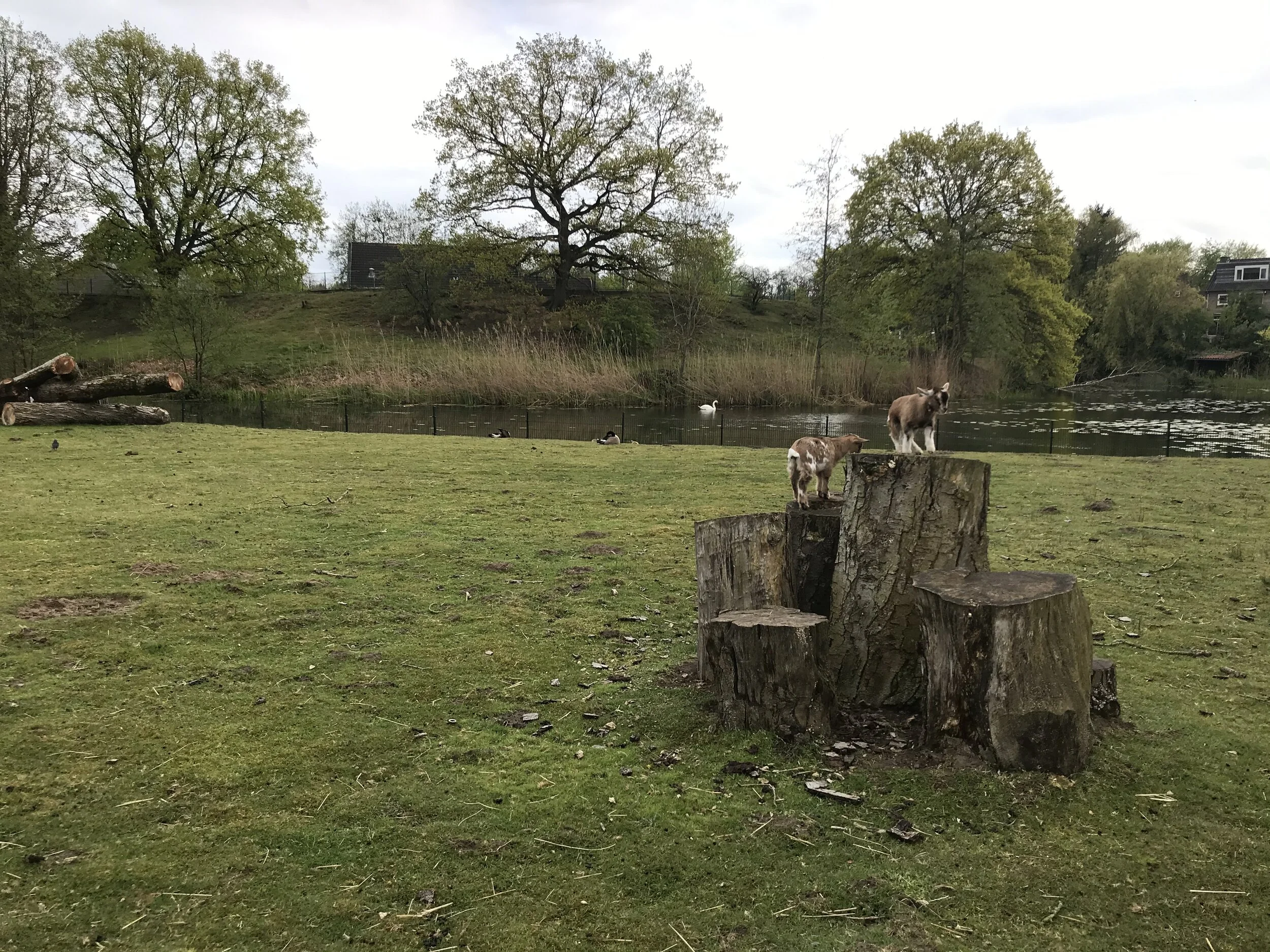 Fortunately, I also get out from time to time. These pictures were taken in a park near where I live. Baby goats!