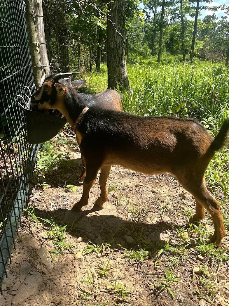 A San Clemente Island Goat