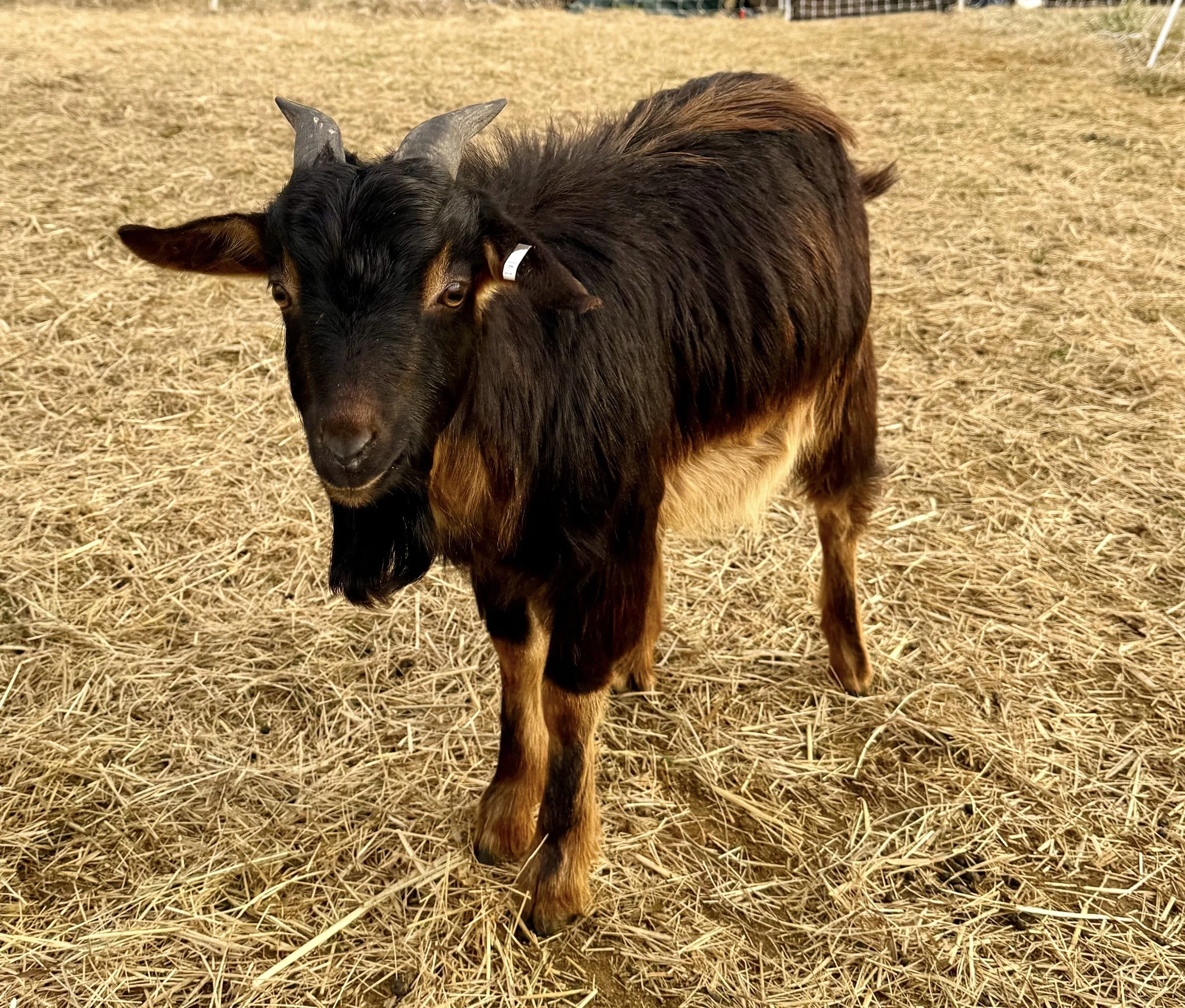 San Clemente Island Goat
