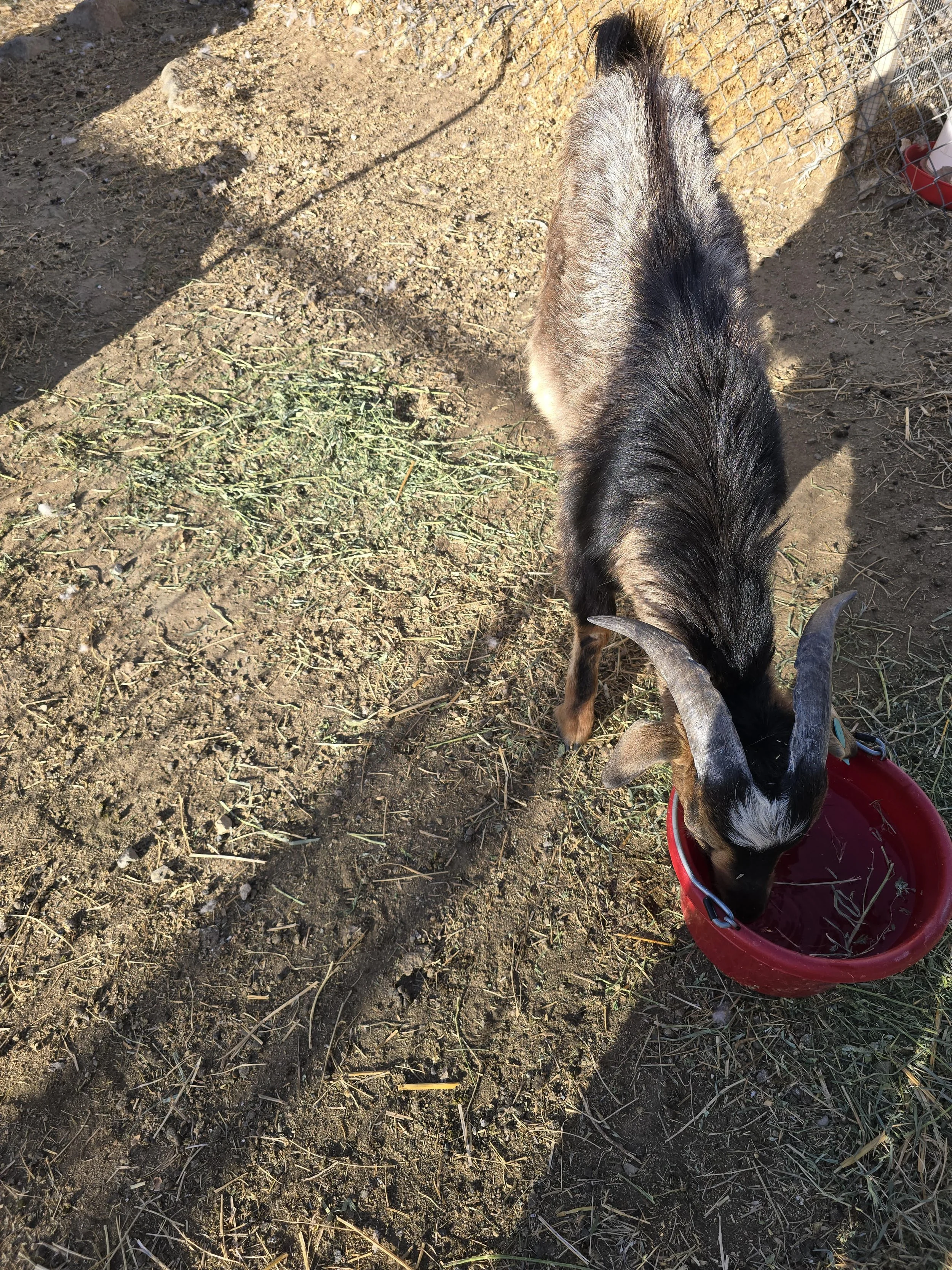 Wilder Acres Cosmo SCGI-02582