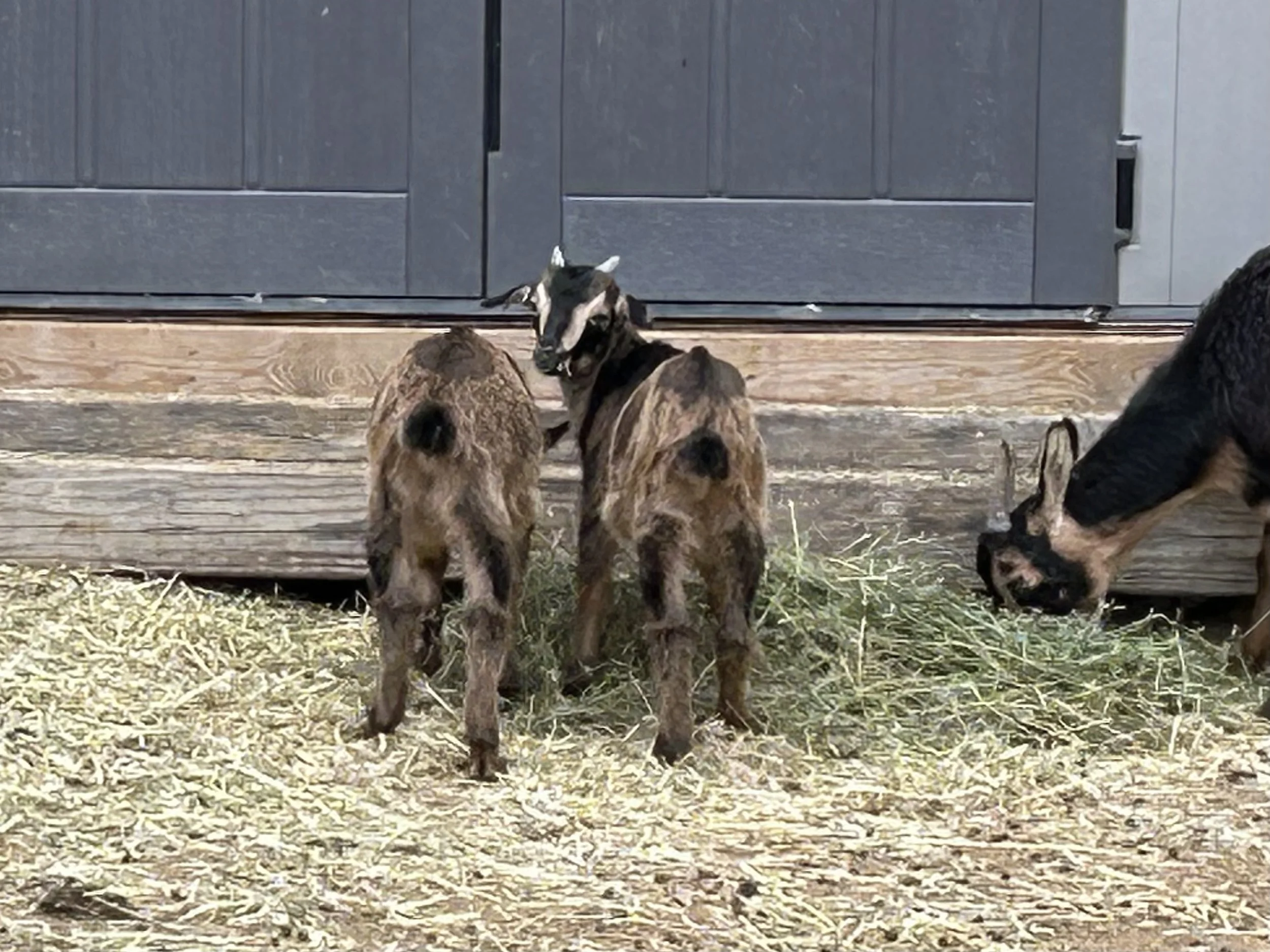 San Clemente Island Goat