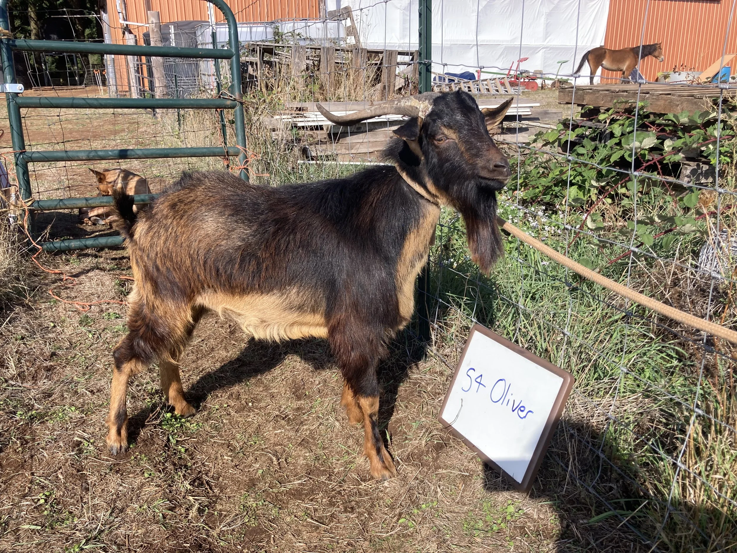 San Clemente Island Goat