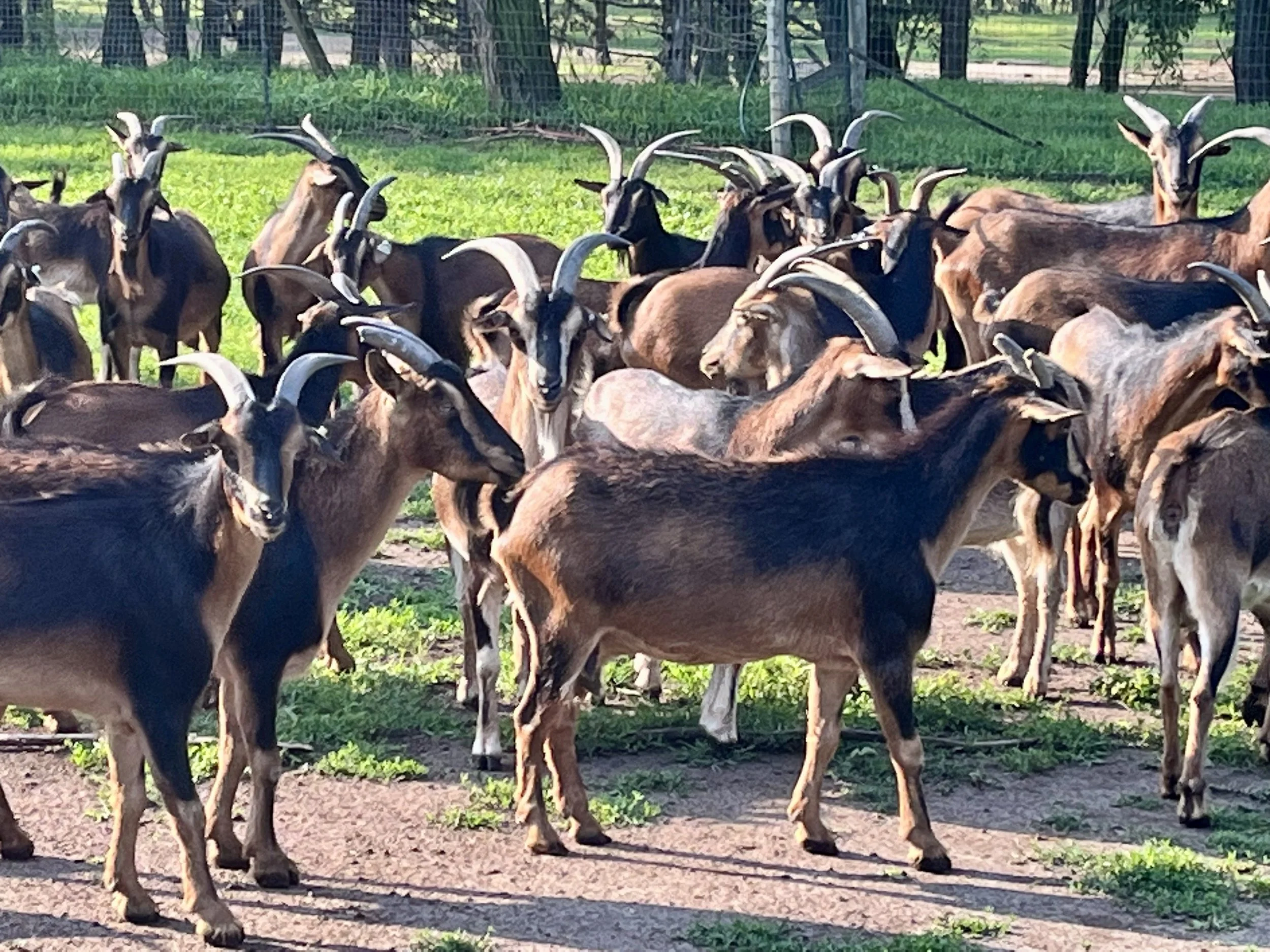 San Clemente Island Goat