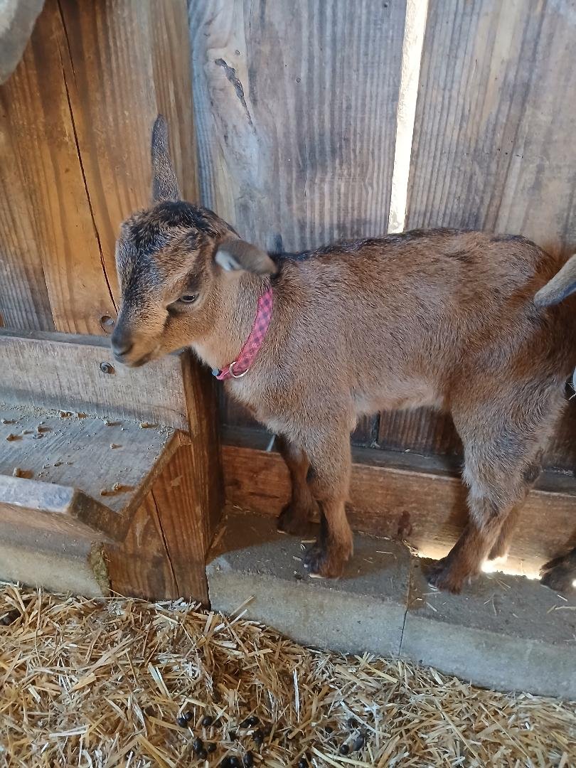Young black and brown goat standing on straw in a barn with wooden beams.