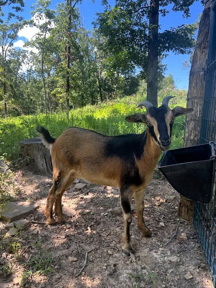 San Clemente Island Goat