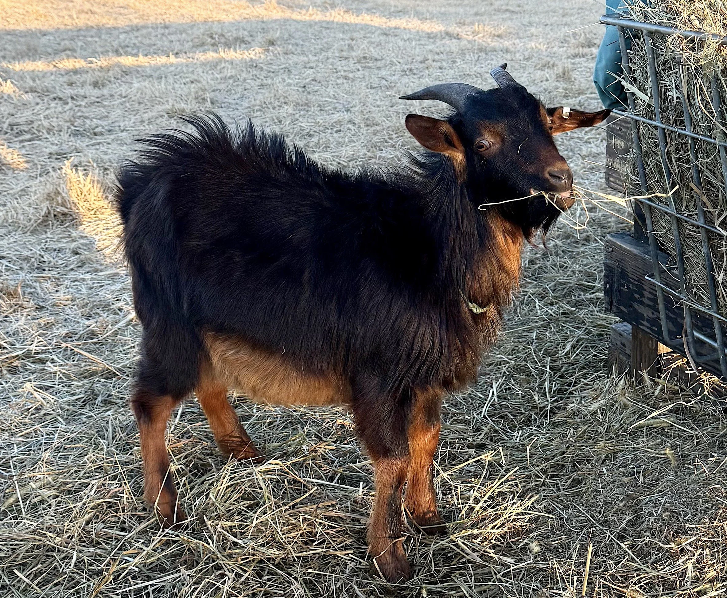 San Clemente Island Goat 