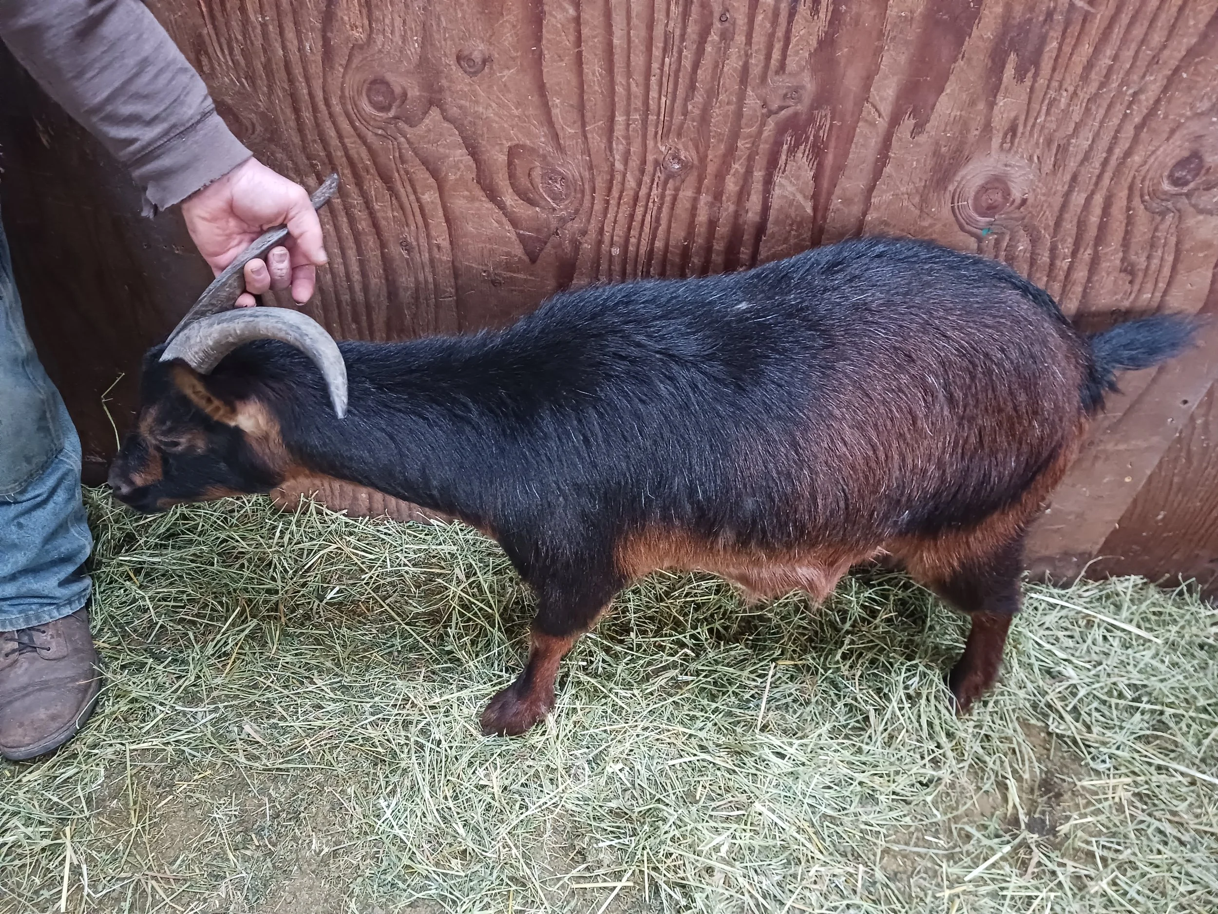 A San Clemente Island Goat 