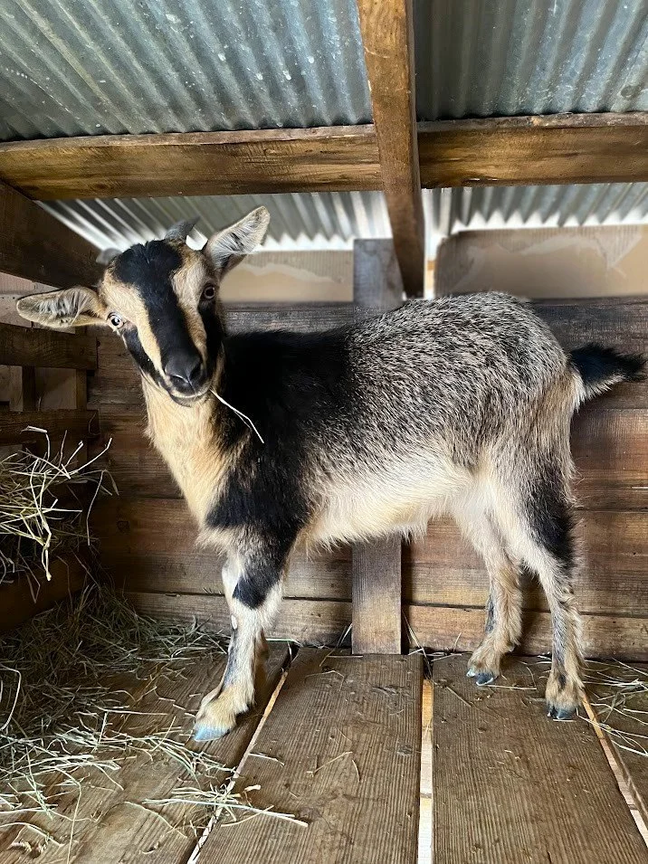 San Clemente Island Goat
