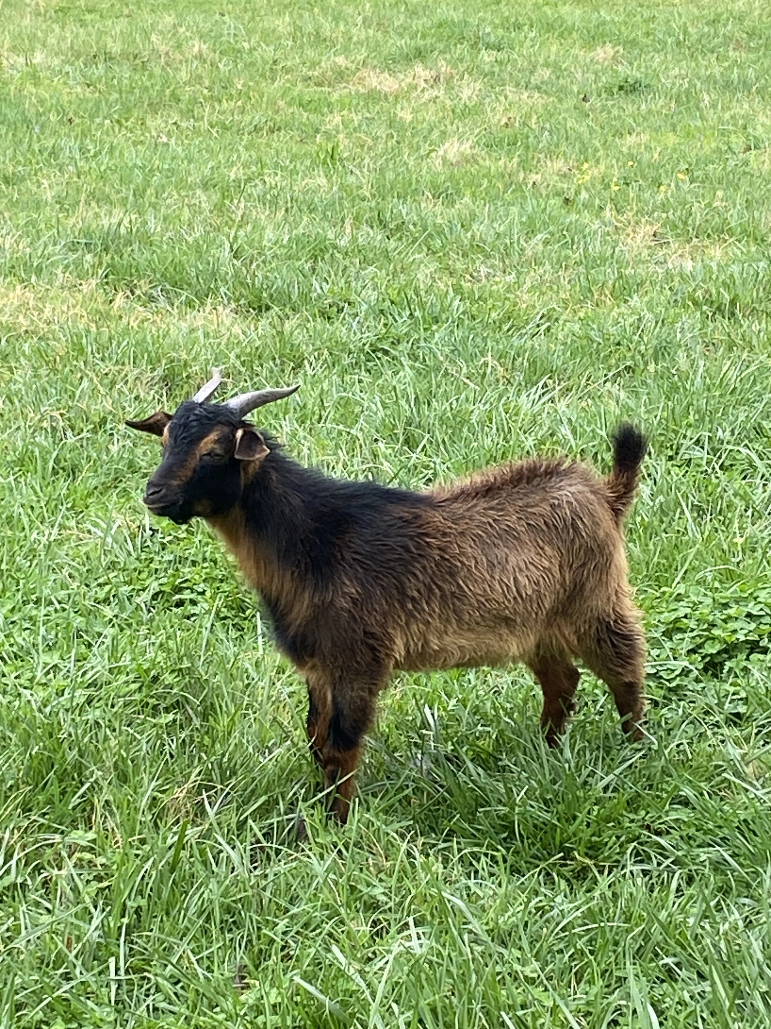 San Clemente Island Goat