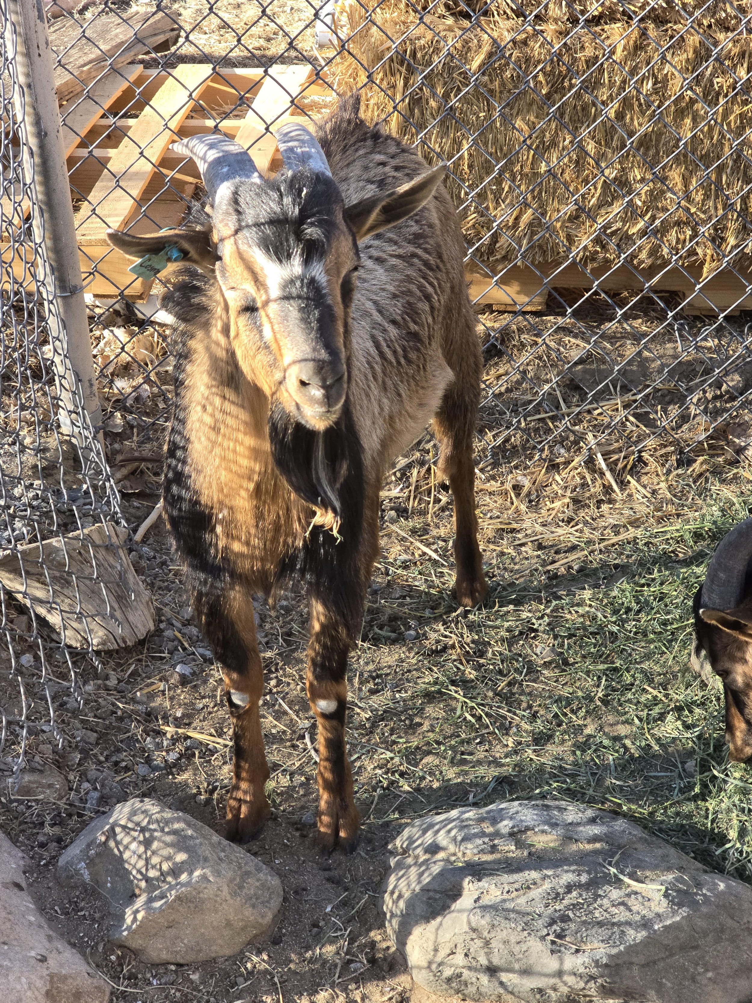 Wilder Acres Basil SCIG-02581