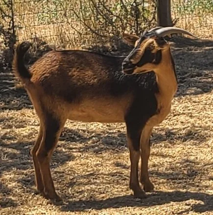 WIND DANCER RANCH NOCELLA