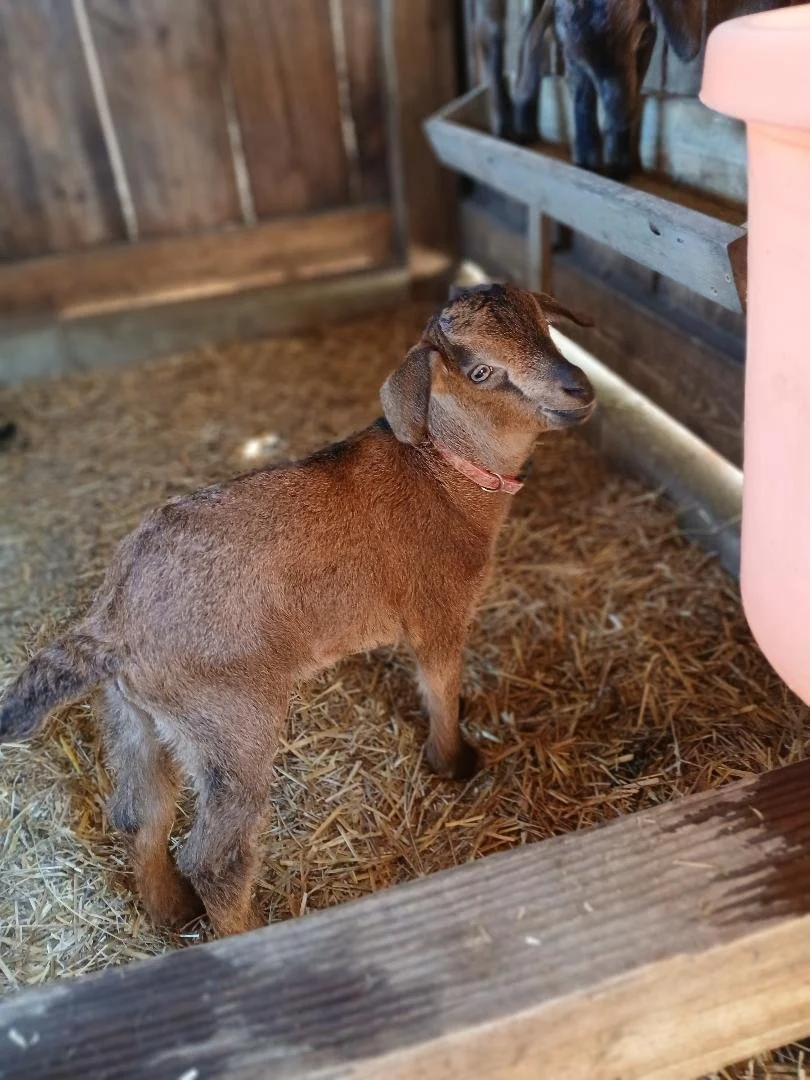 Young brown goat with black markings wearing a blue collar standing on dry dirt ground.