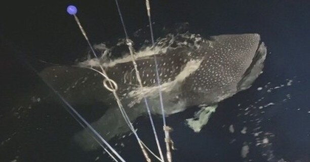 You never know what you'll see on the water! A fishing crew got a close encounter with a whale shark. 📷: Nick Koeniger and Diane Manning

bit.ly/whaleshark-capecod

#shark #whaleshark #CapeCod #NewEngland #oceananimal #marineanimal #AtlanticOcean #b