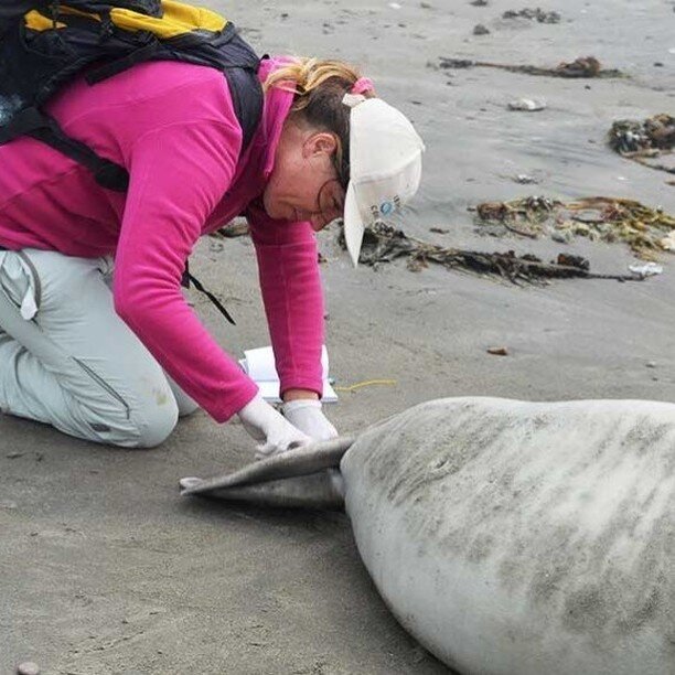 A tiny insect has been found to survive drastic changes in pressure, while it hitches a ride on southern elephant seals!

bit.ly/sea-parasite

#insect #parasite #oceananimals #marineanimals #science #oceaneducation #marineeducation #knowyourocean