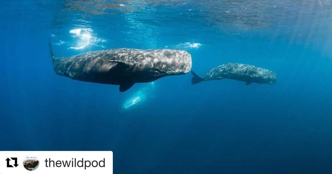 #Repost @thewildpod
・・・
New WildBite episode out today. How can a sperm whale dive a mile under water and not die from the pressure?
📸: @philip.hamilton.photography 

#whales #spermwhales #podcast #ocean #oceanlife #marinelife #knowyourocean