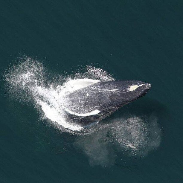 Perfect for a Friday! Check out NOAA Fisheries New England/Mid-Atlantic for some awesomely soothing ocean sounds. #Repost below.

&bull; &bull; &bull;

Been a long week? Need a soothing distraction? Check out our sounds of the ocean playlist! We&rsqu