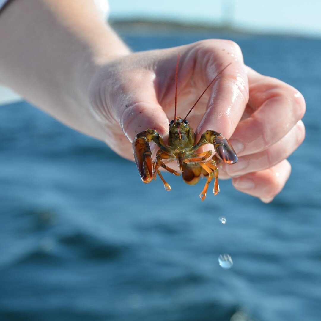 🦞 Happy National Lobster Day! 🦞

Young lobsters live in rocky, coastal areas where they can find food and hide from predators. Adult lobsters are more migratory, staying coastal during the summer and venturing to deeper waters in the winter. 

#nat