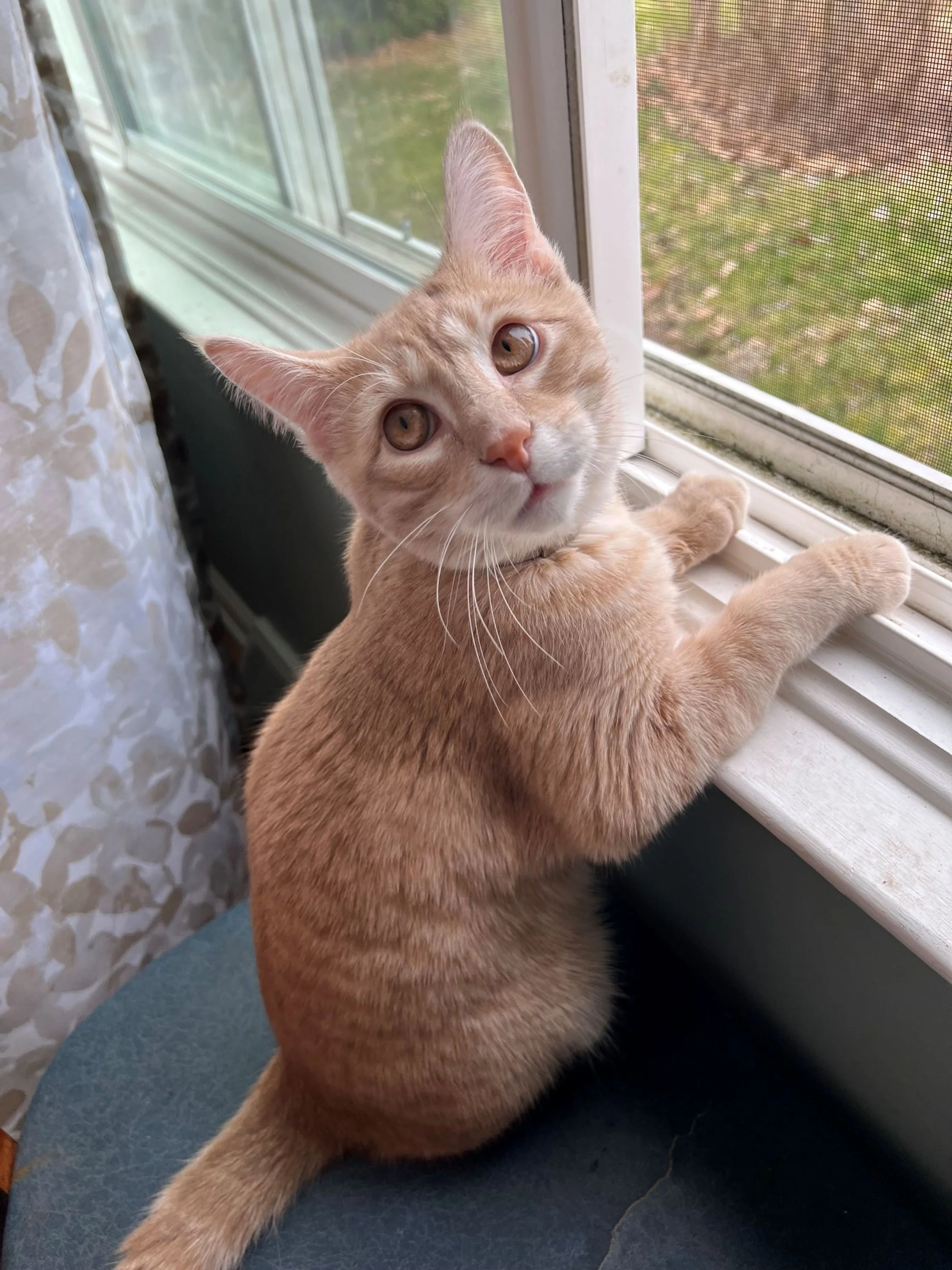 Todd Plone's Orange Cat
