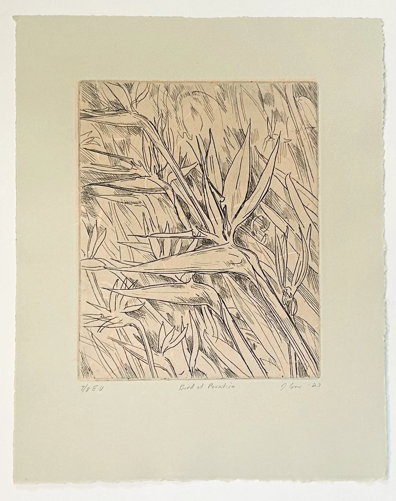 Bird of Paradise