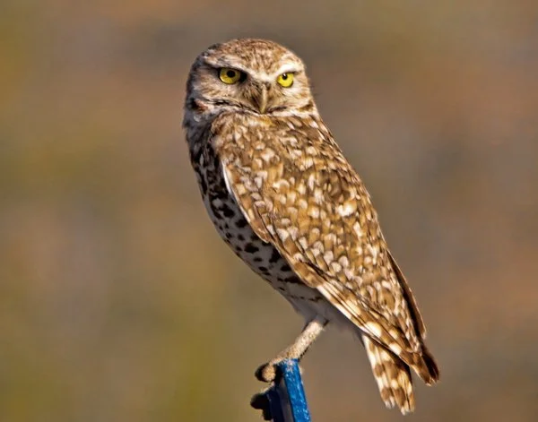 Images-of-Burrowing-Owl.jpg