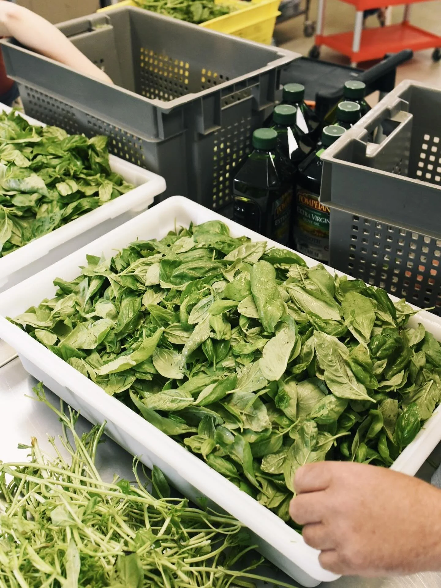 Fresh, local basil from the best means it&rsquo;s an all hands on deck kind of situation when it comes to making pesto around here. Swing by the shop to grab some! Can&rsquo;t make it down to Bedford Ave - give us a call and preorder some for pickup 